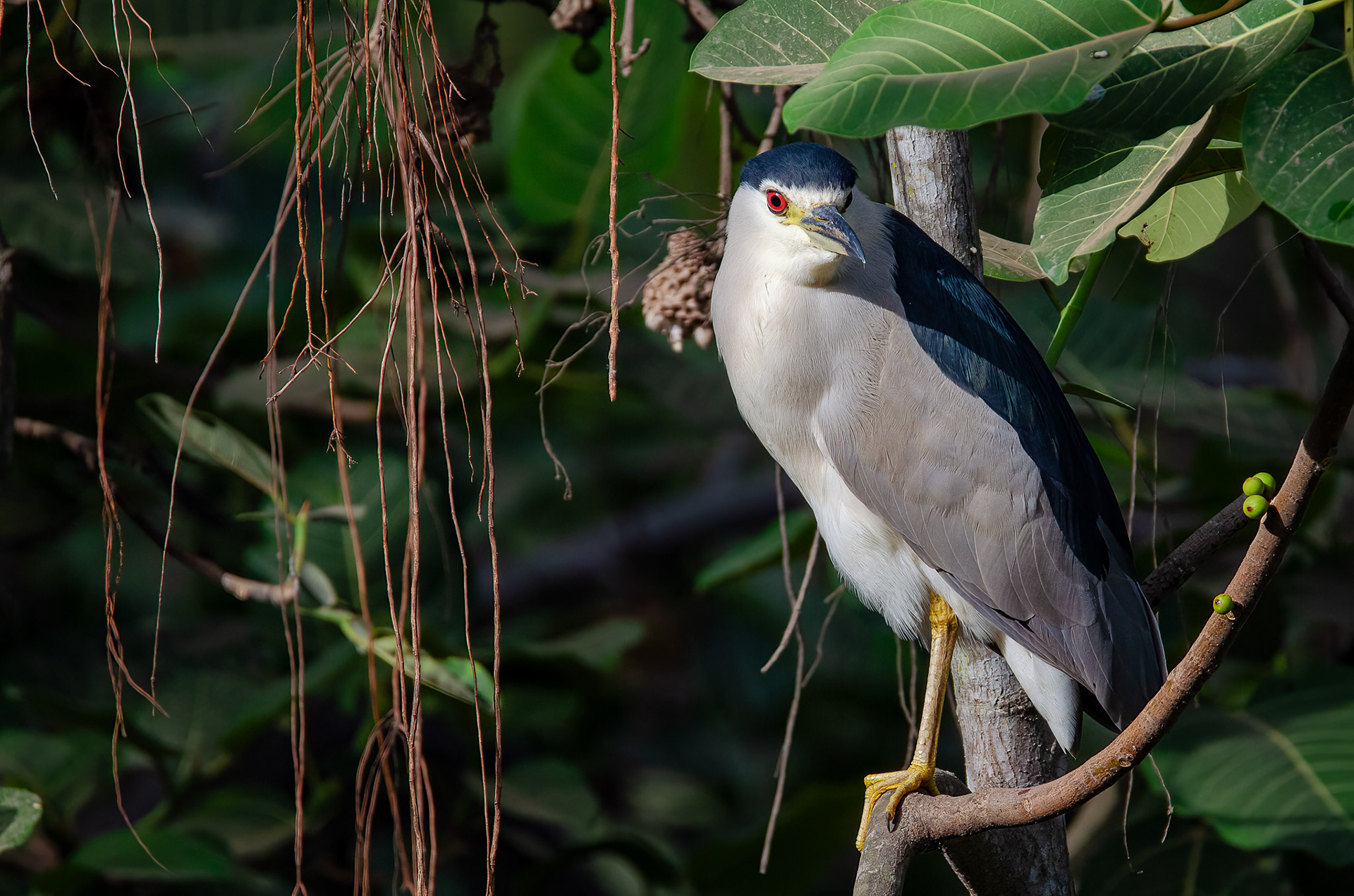 Black-crowned Night Heron