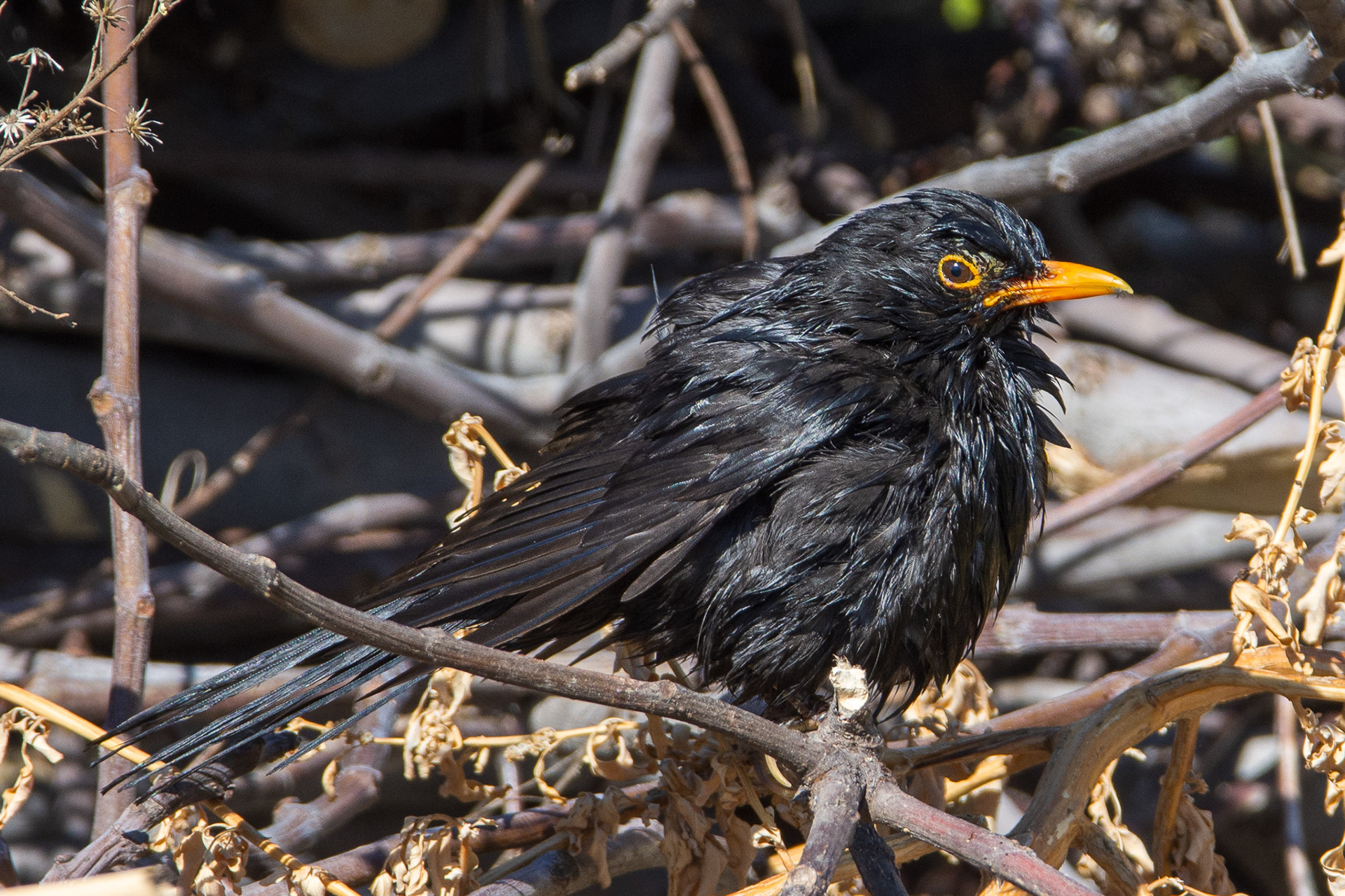 Blackbird, male