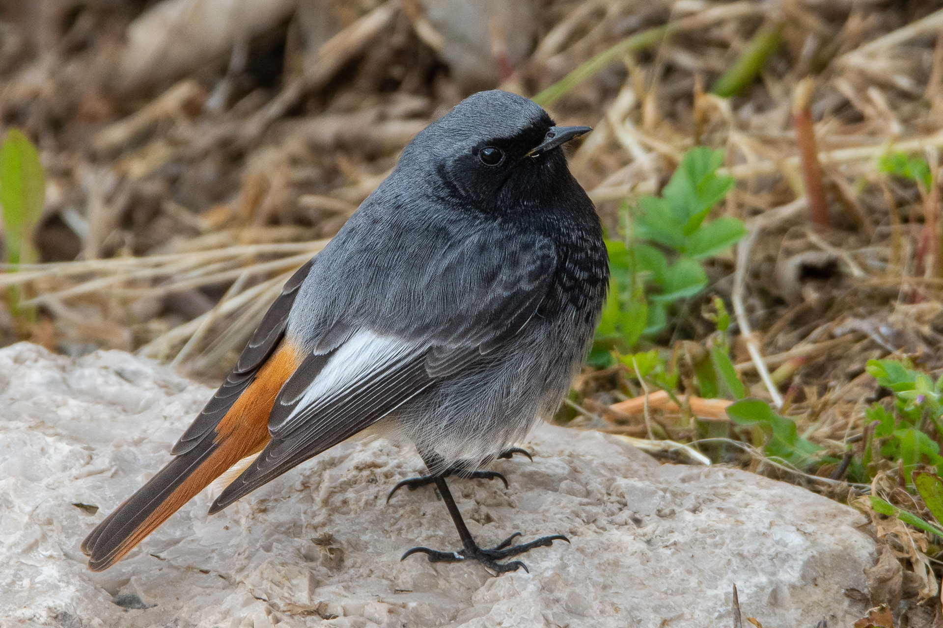 Black Redstart (male)