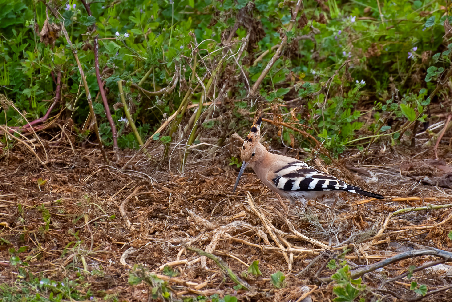 Hoopoe