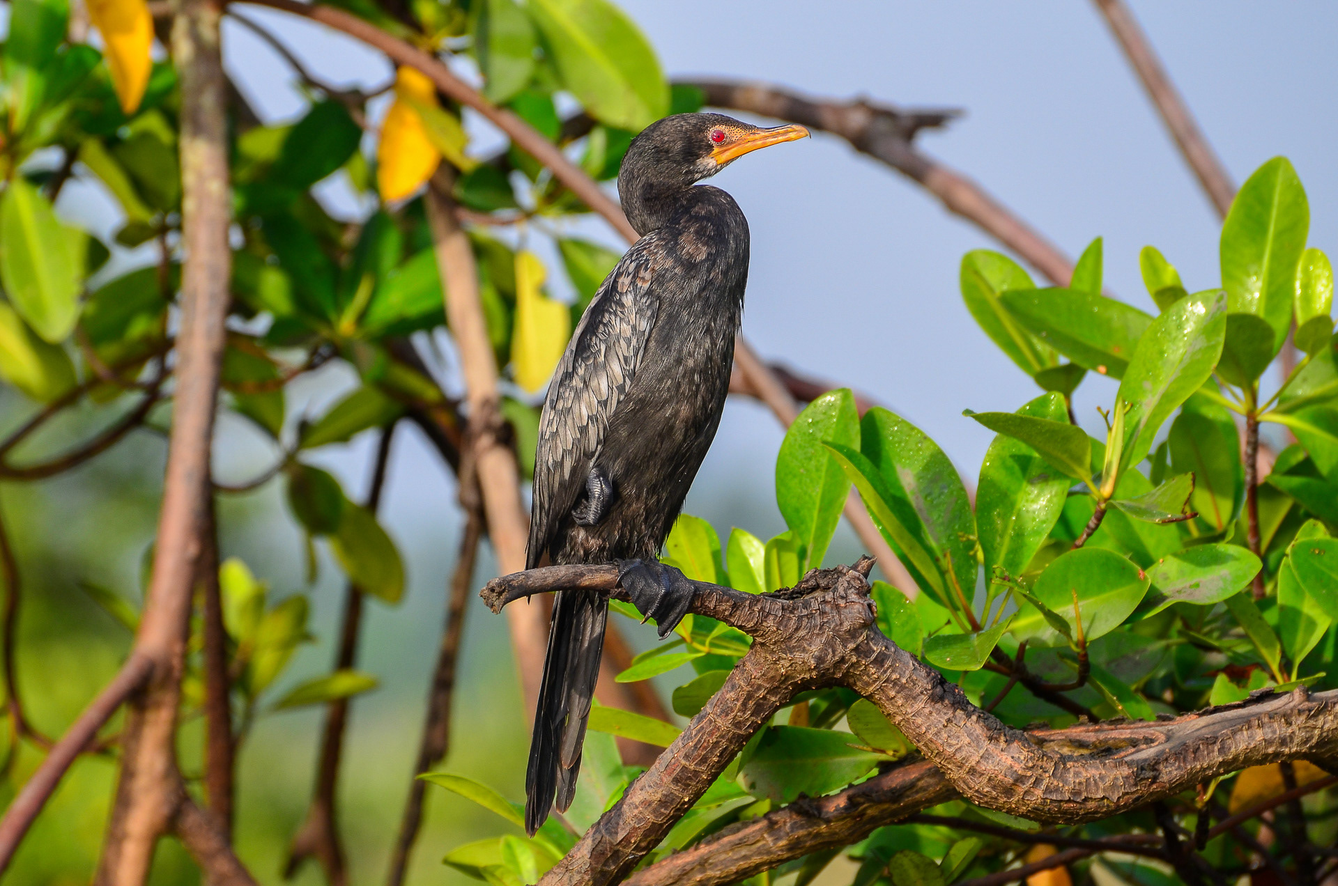 Long-tailed Cormorant
