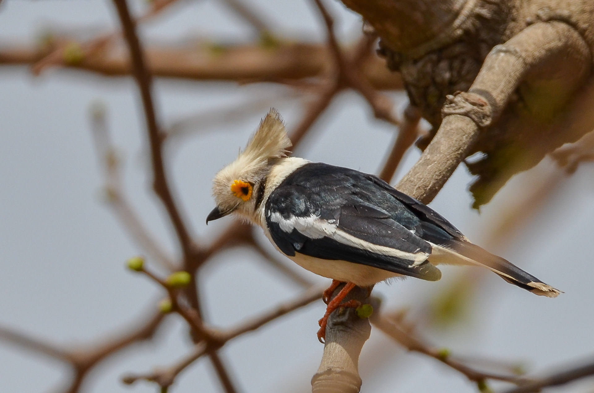 White Helmetshrike