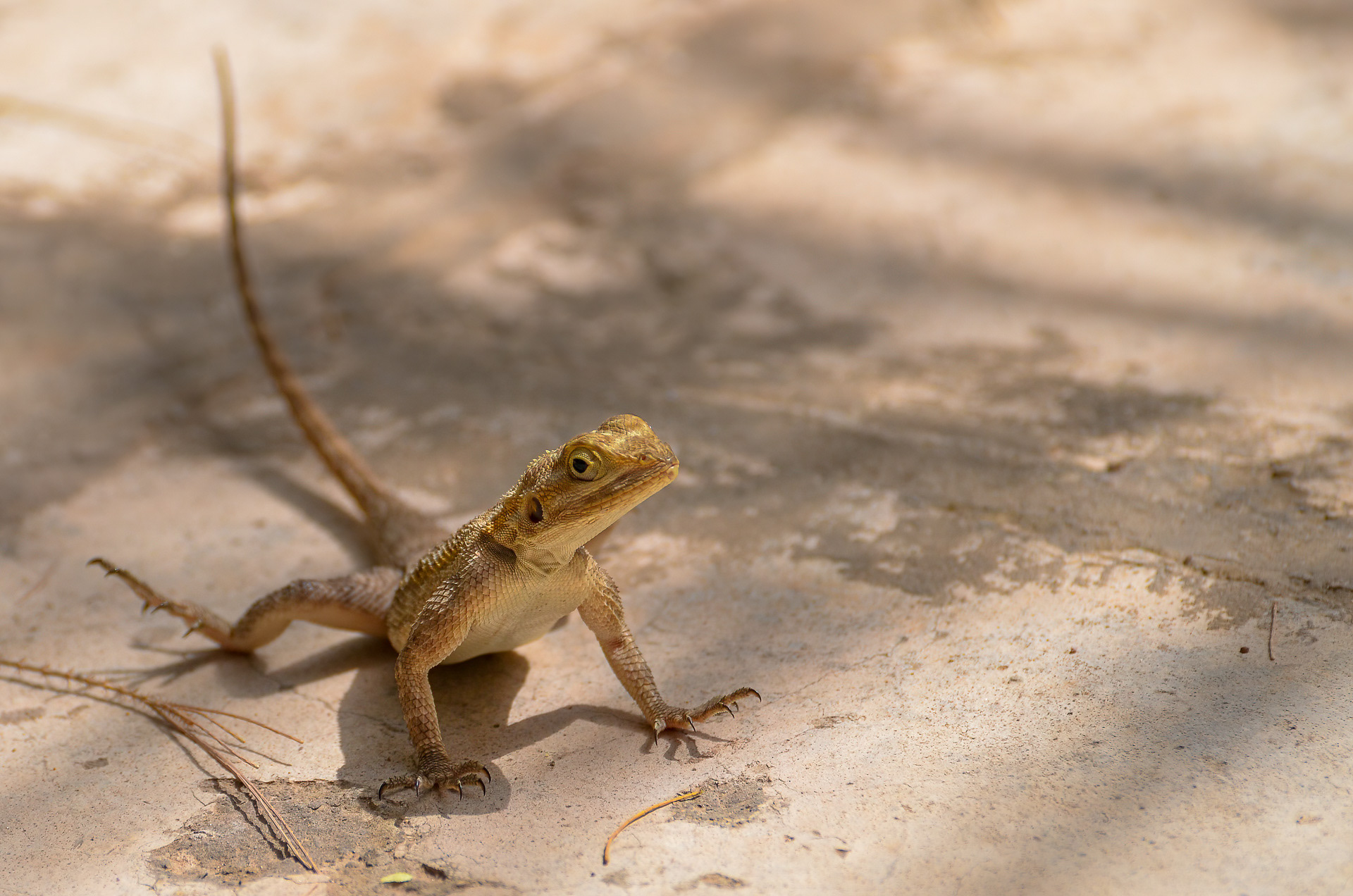 Agama
