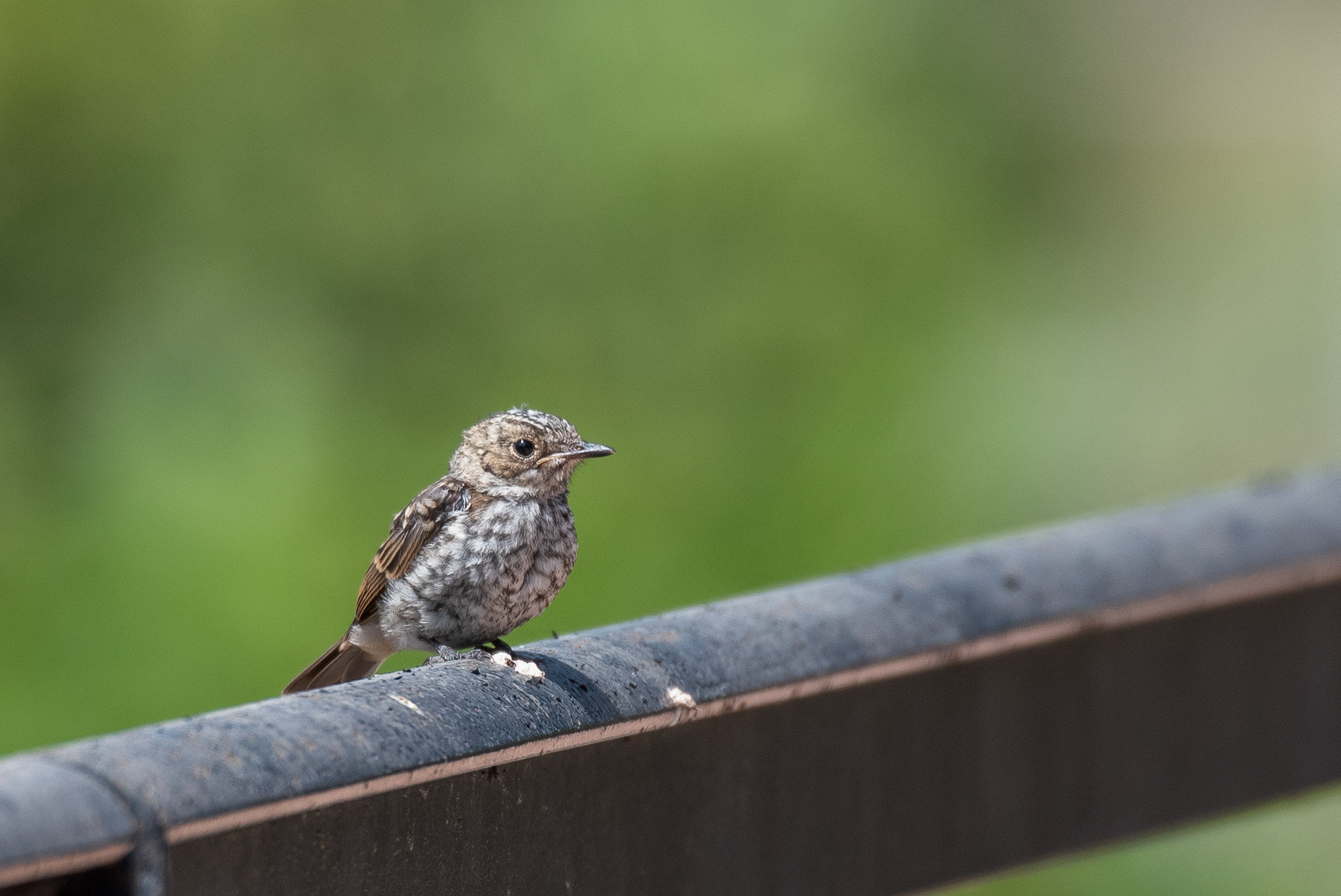 Spotted Flycatcher (Juvenile)