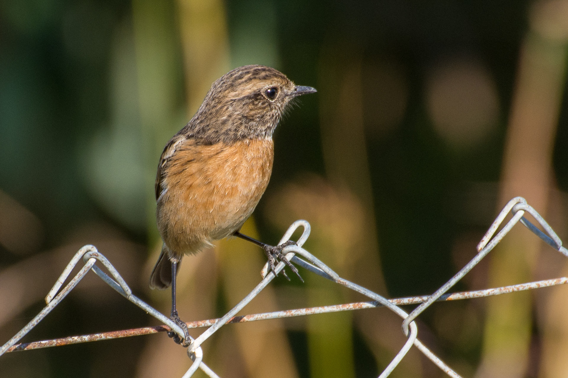 Stonechat (female)