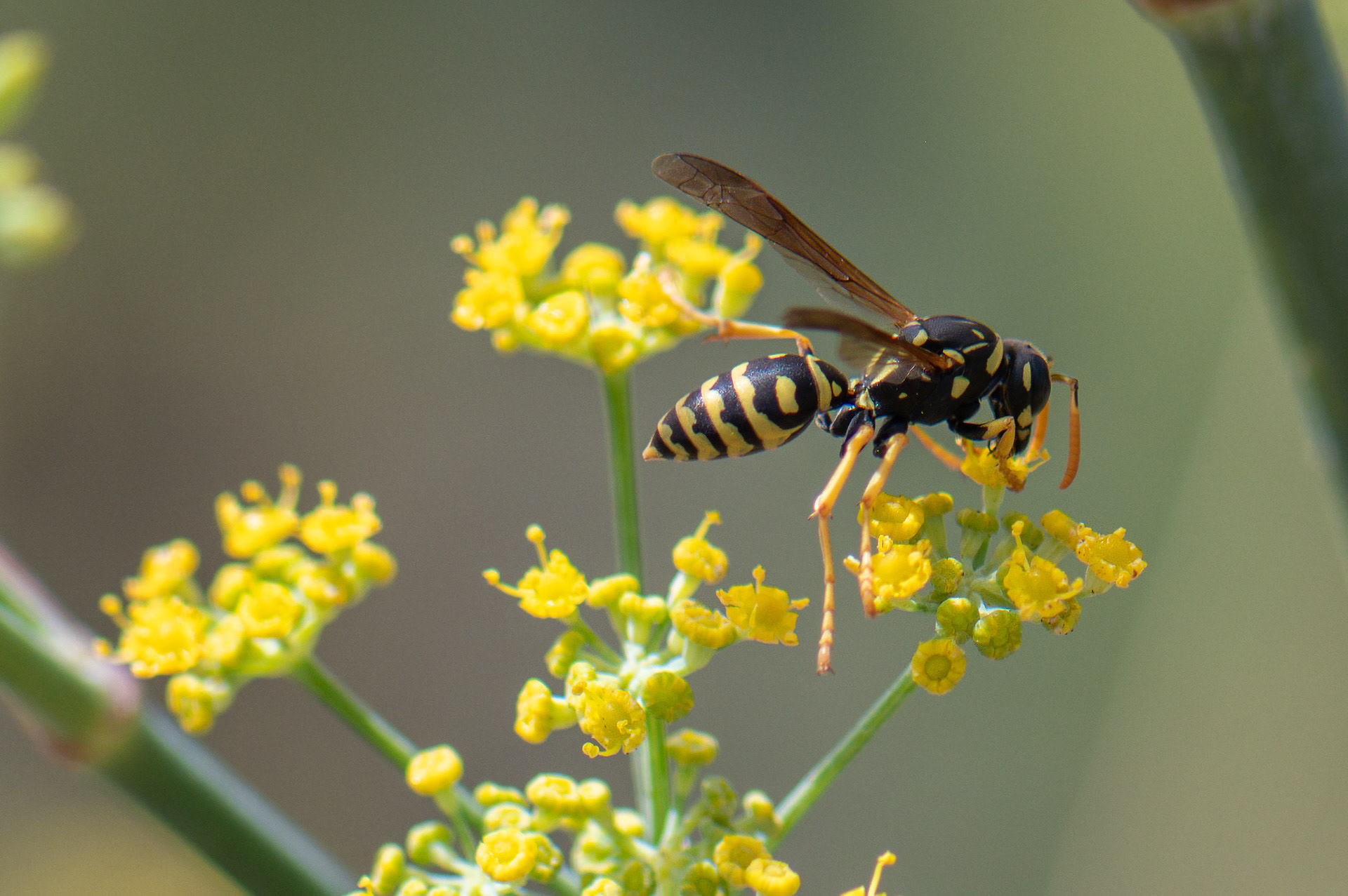 Paper Wasp