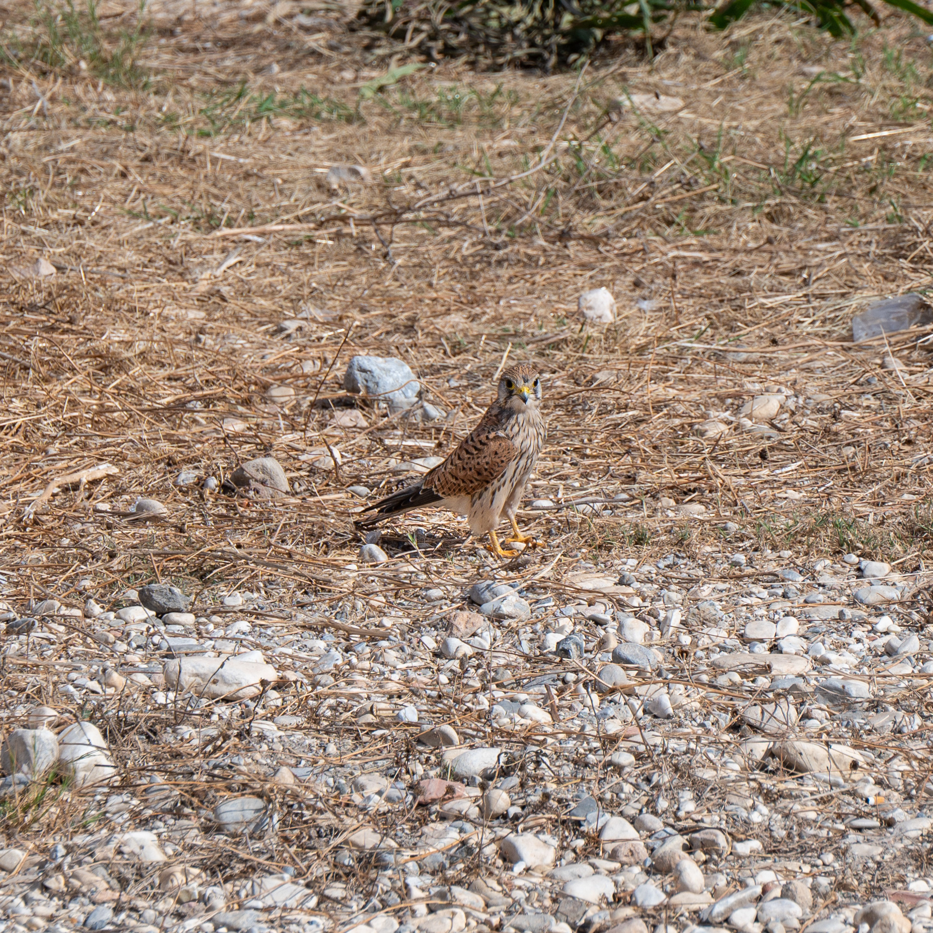 Kestrel, Common (Falco tinnunculus)