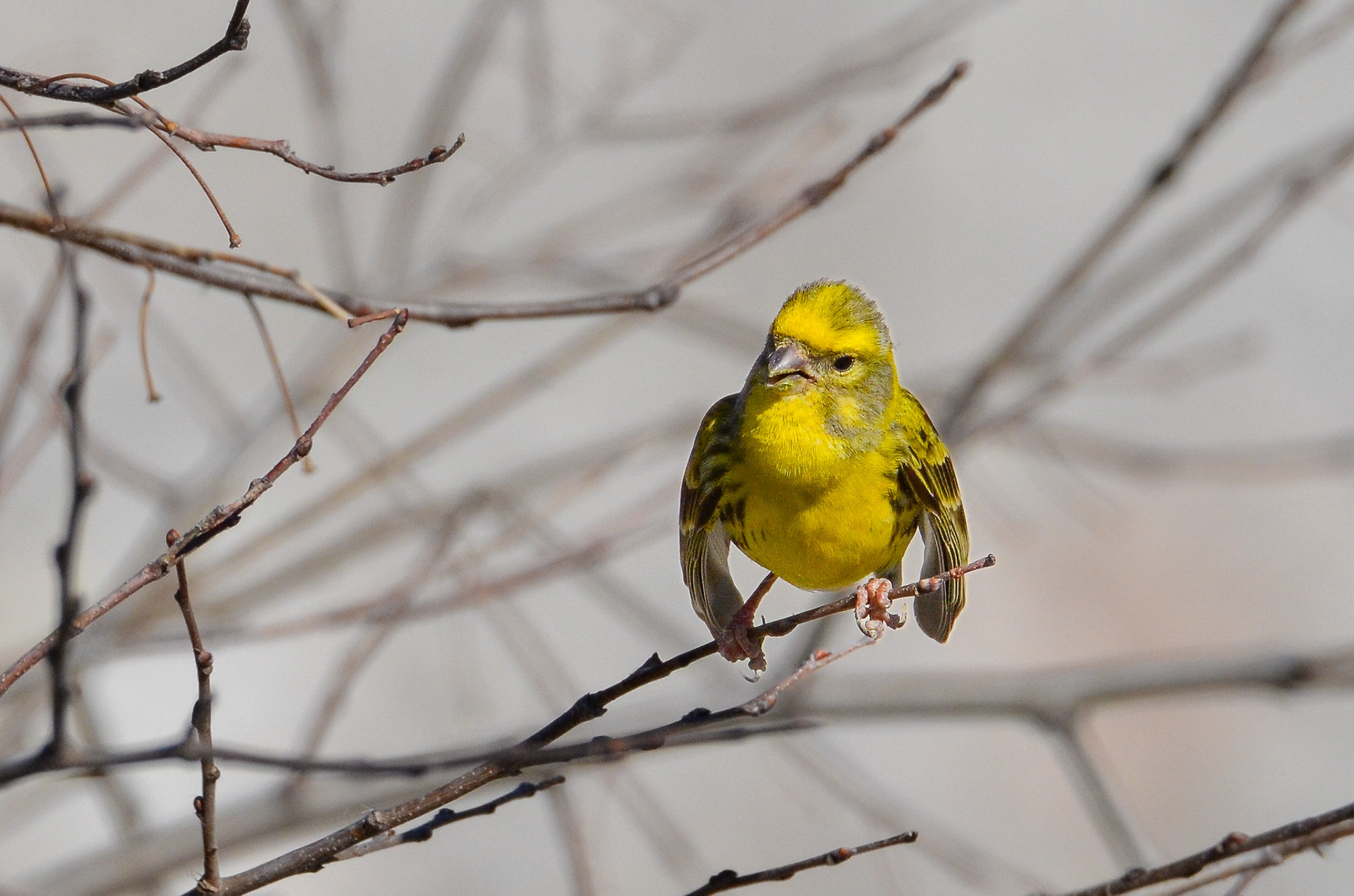 Serin