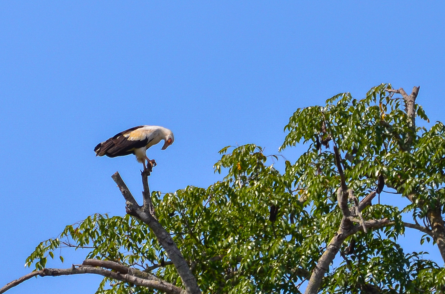 Vulture, Palm-nut (Gypohierax angolensis)