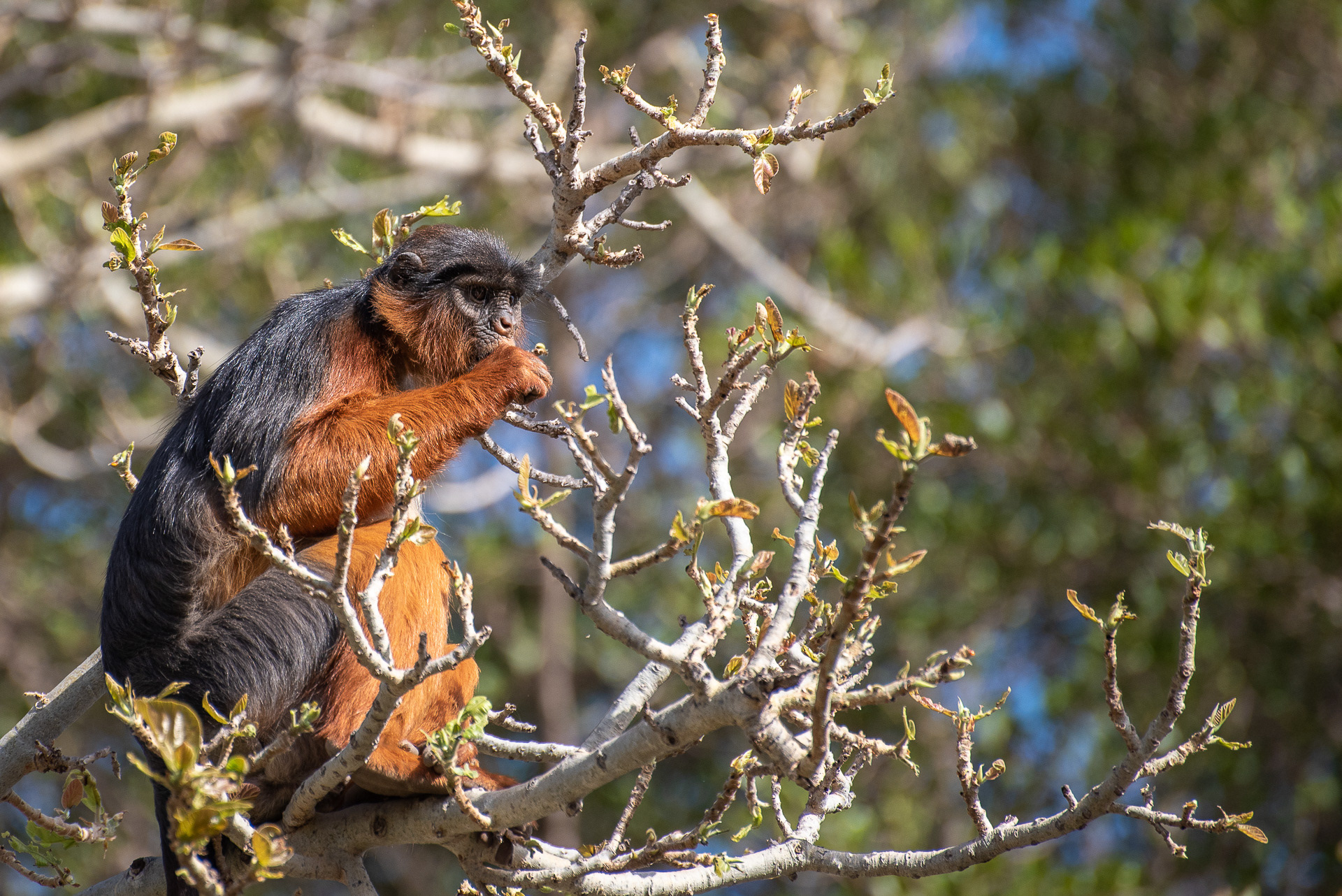 Colobus, Red (Piliocolobus badius)