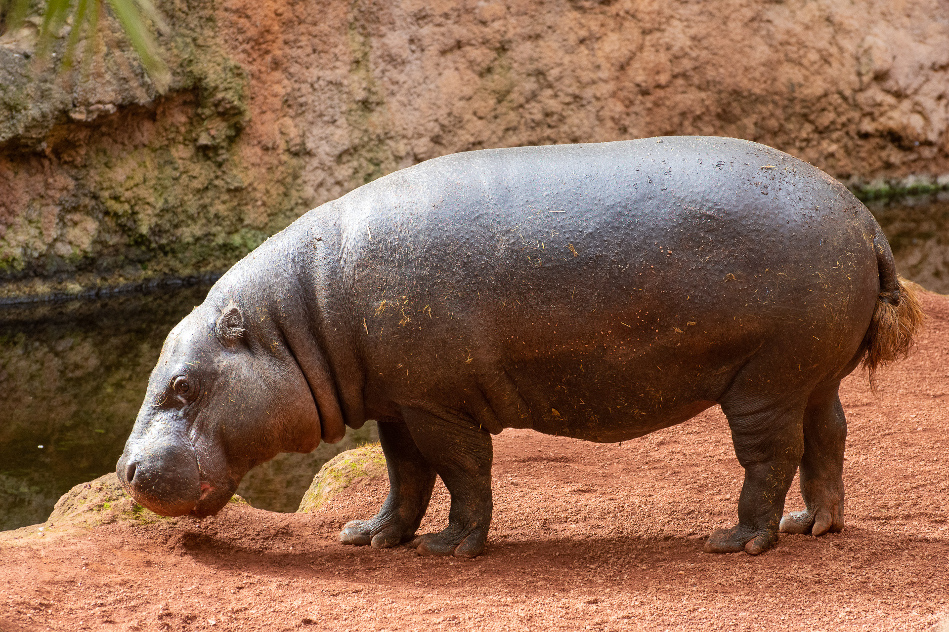 Pygmy Hippo (Choeropsis liberiensis)