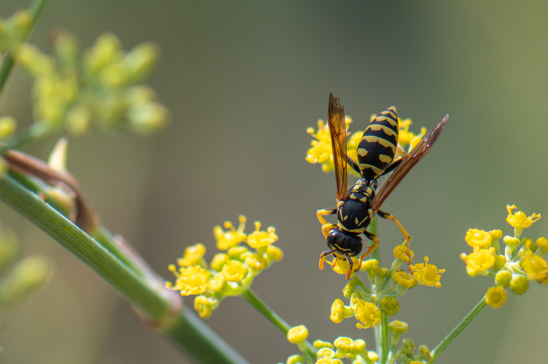 Paper Wasp