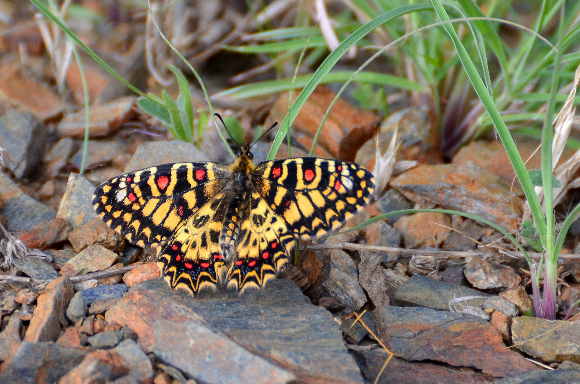 Spanish Festoon