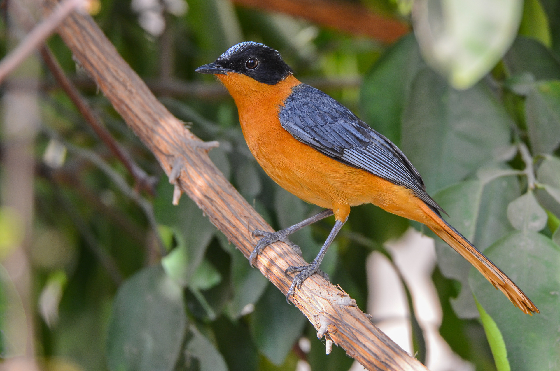 Snowy-crowned Robin-chat