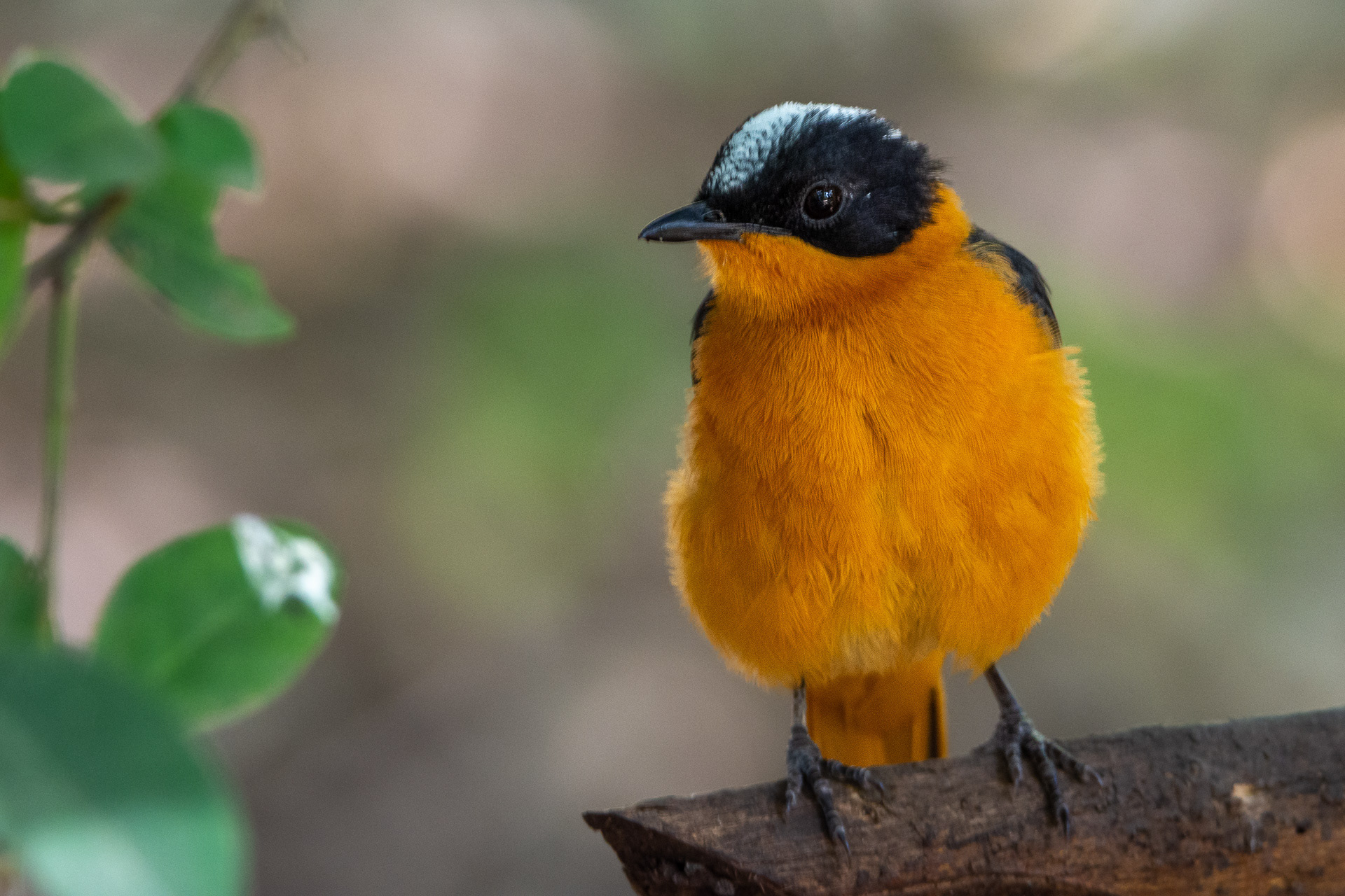 Snowy-crowned Robin-chat
