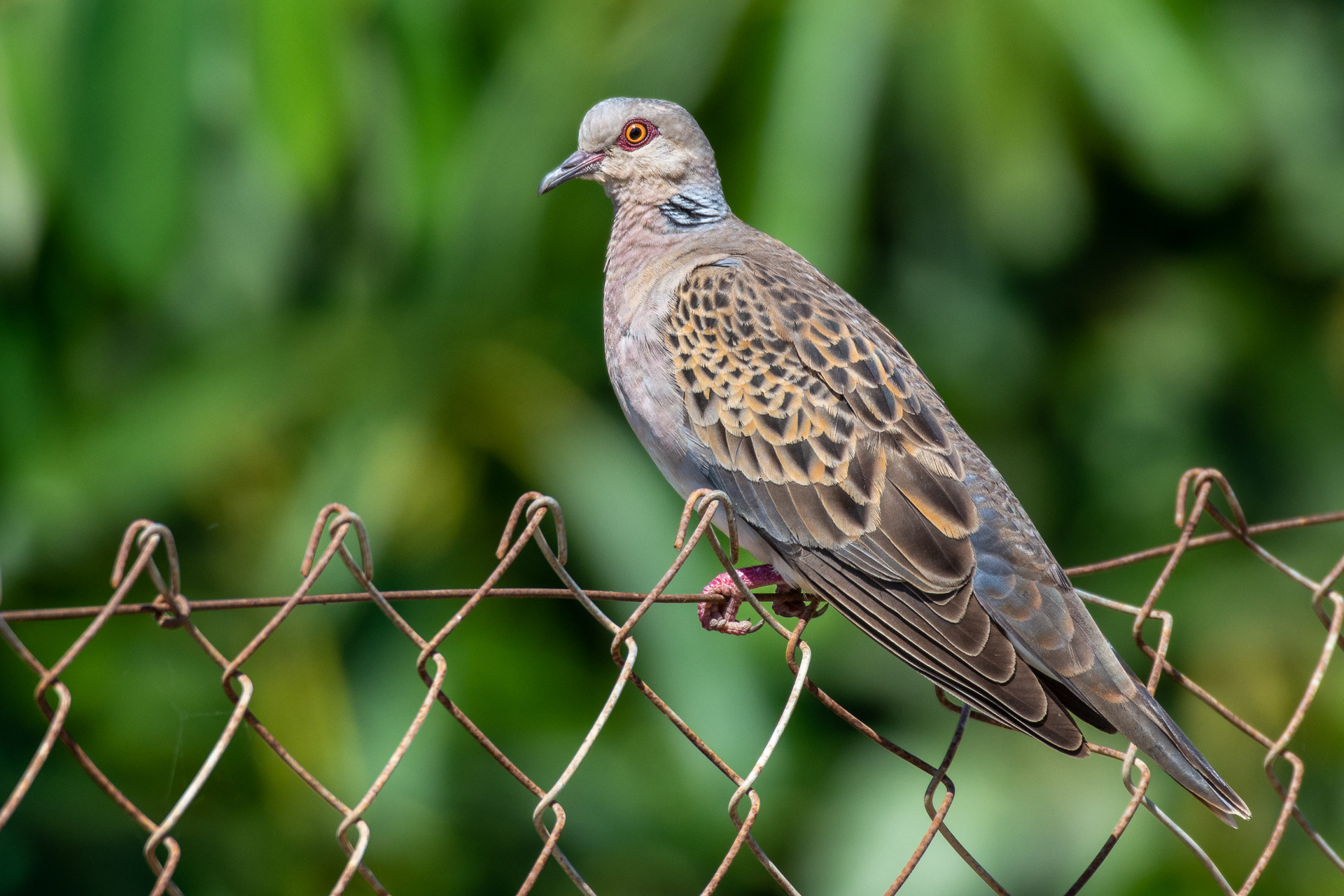 Dove, European Turtle (Streptopelia turtur)