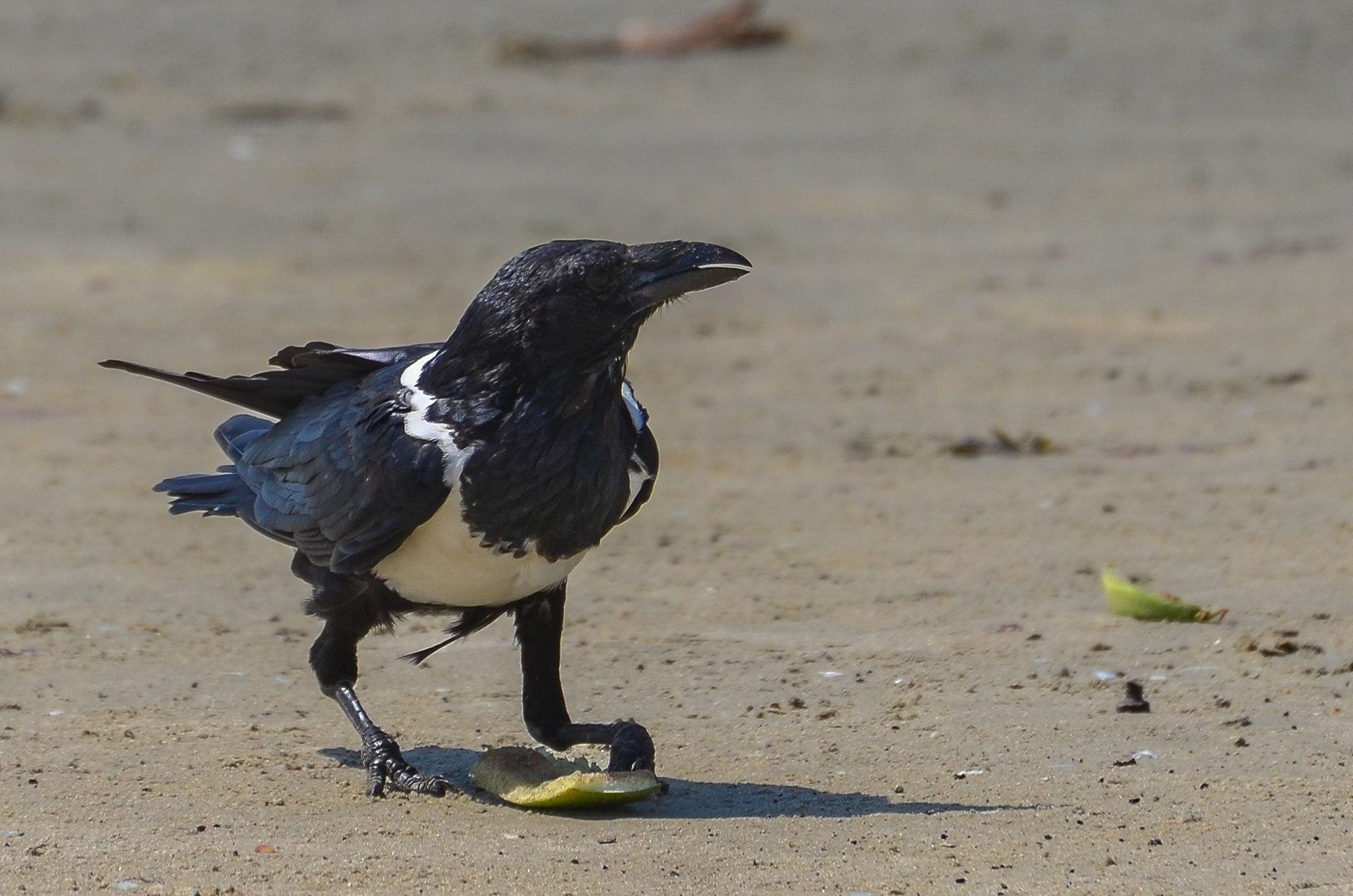 Pied Crow