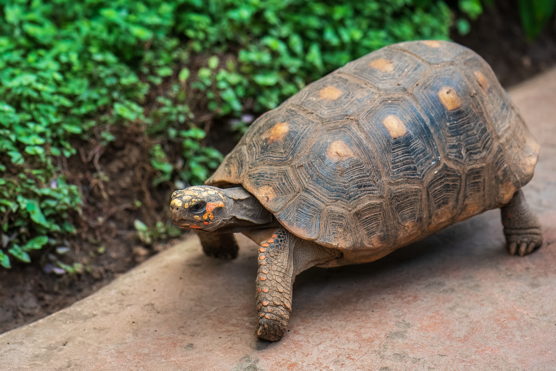 Red-footed Tortoise (Chelonoidis carbonarius)