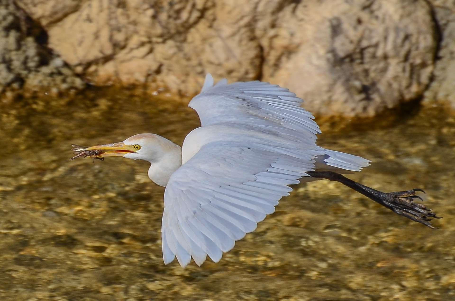 Cattle Egret