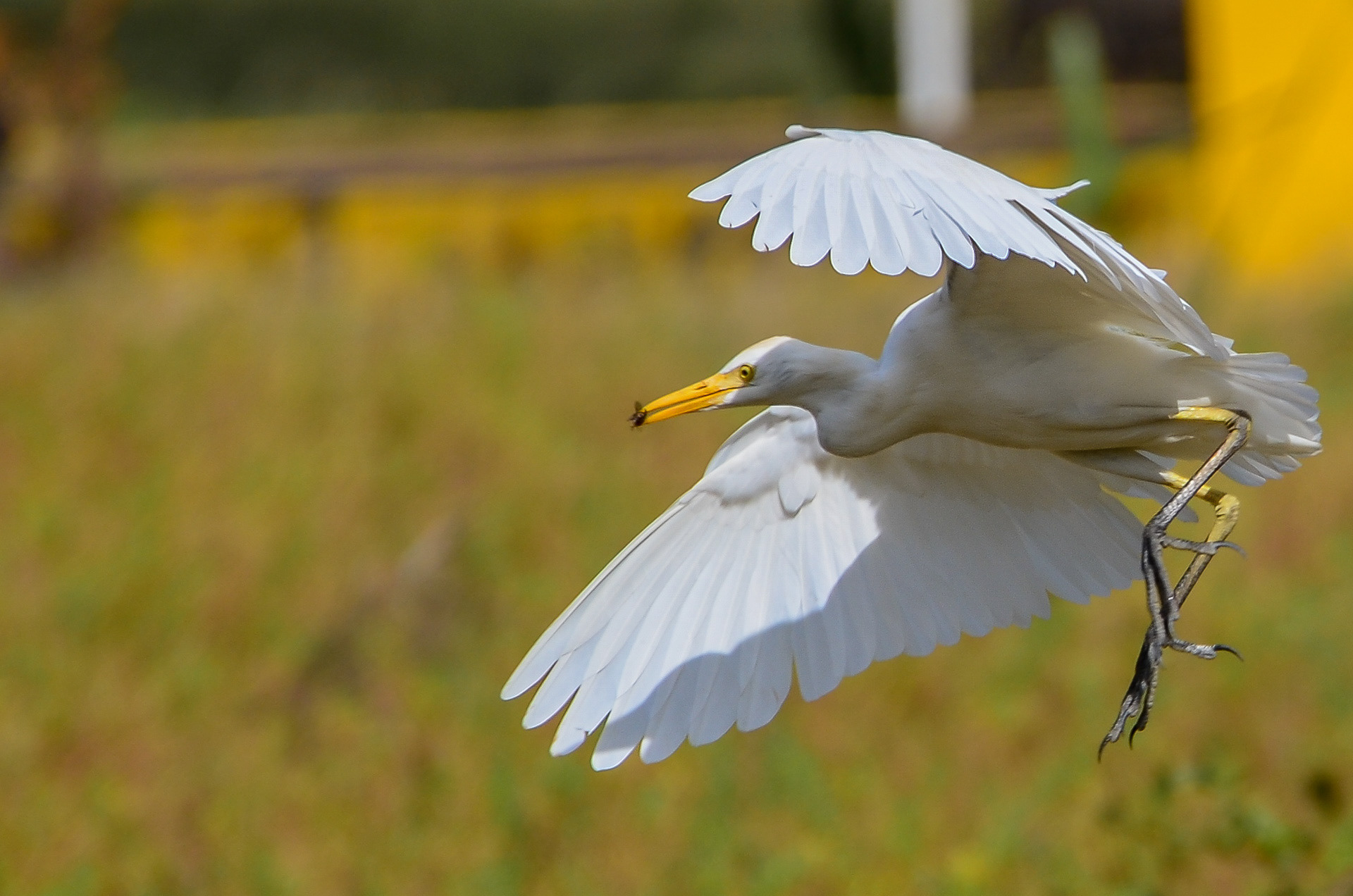 Cattle Egret