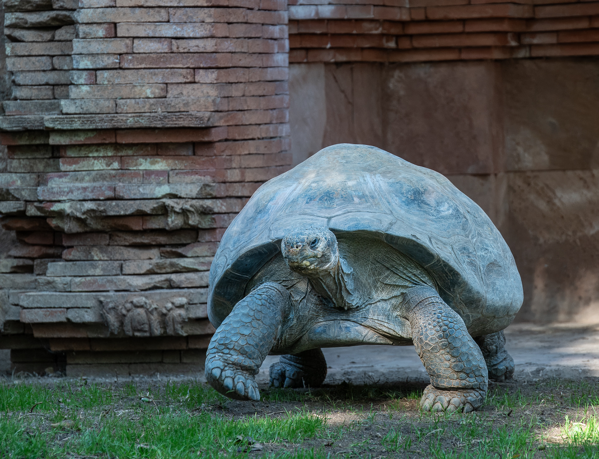 Giant Galapagos Tortoise