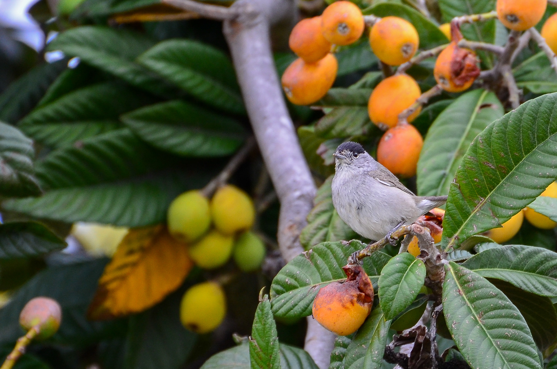 Blackcap, male