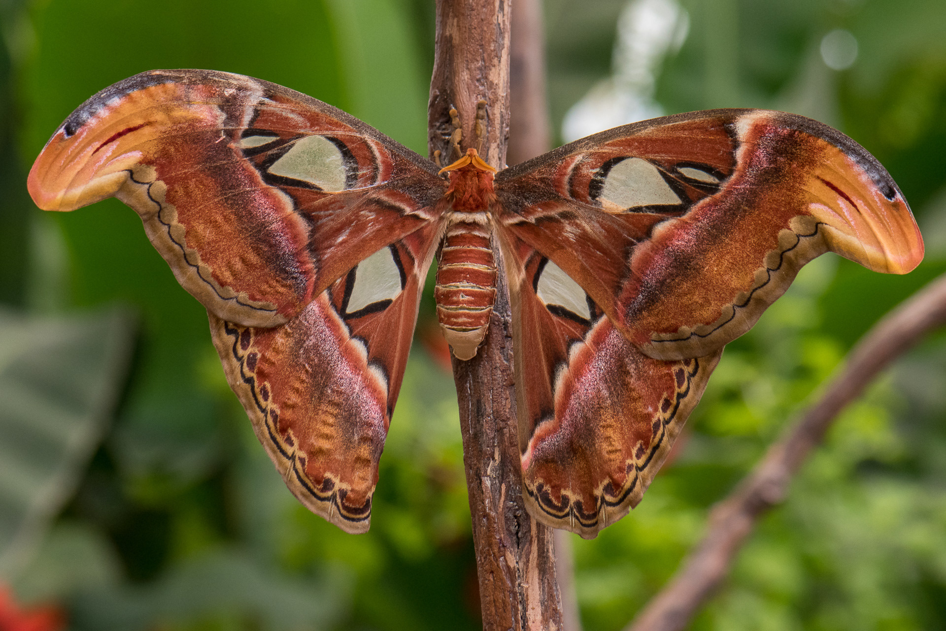 Atlas Moth (Attacus atlas)