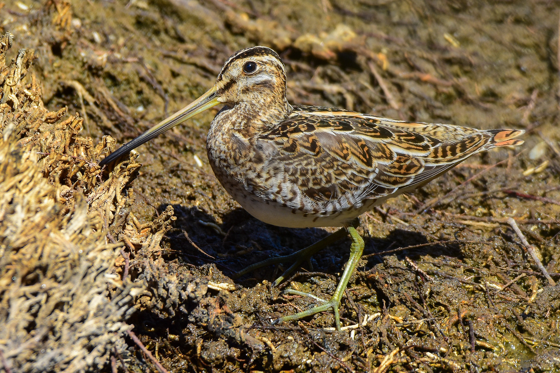 Snipe