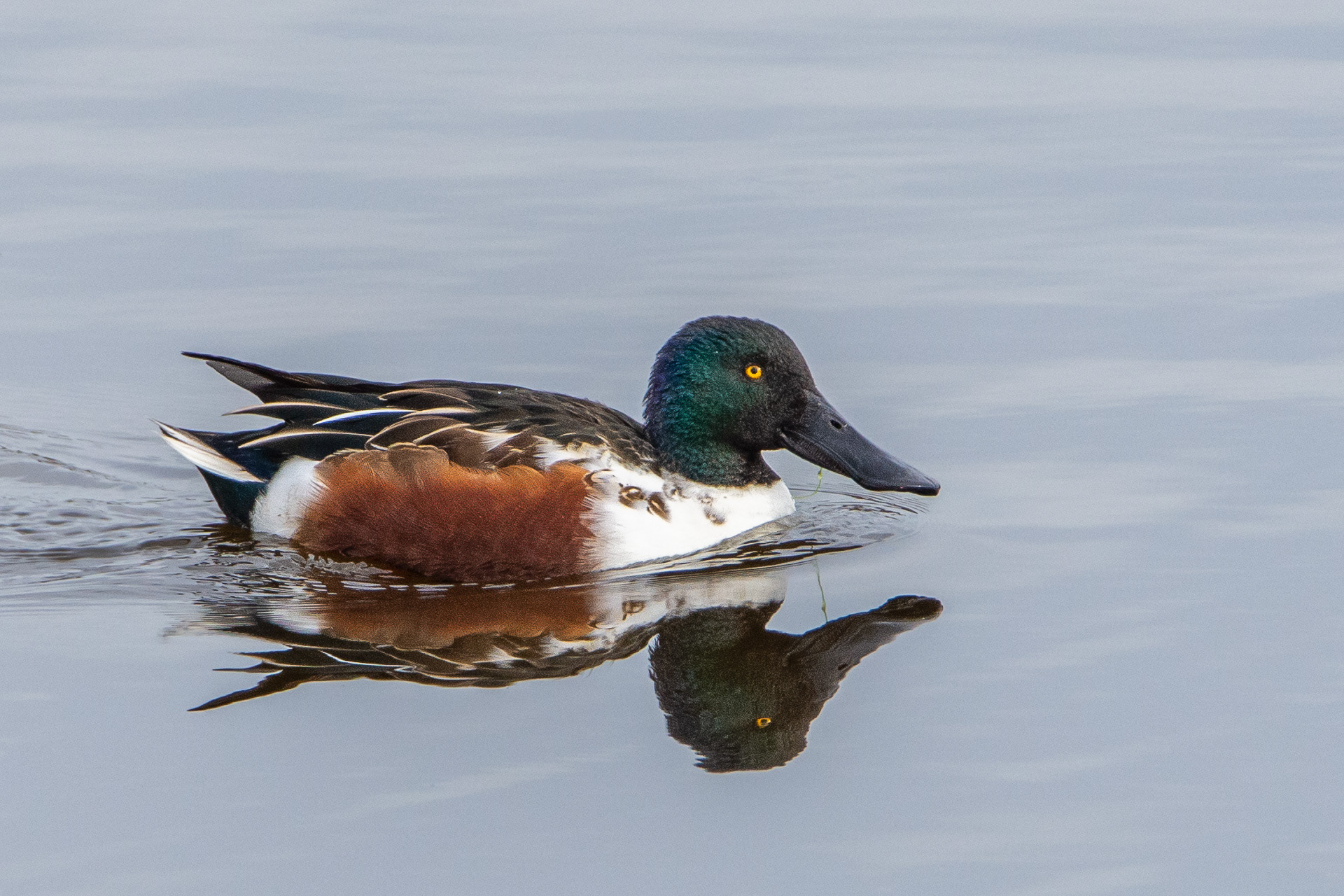 Shoveler (male) (Spatula clypeata)
