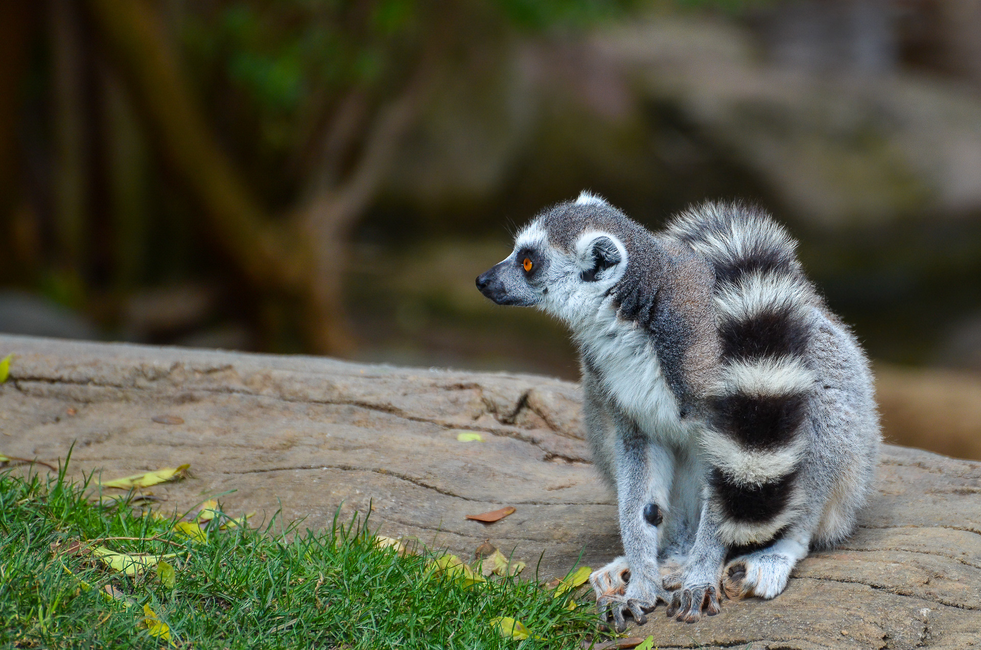 Lemur, Ring-tailed  (Lemur catta)