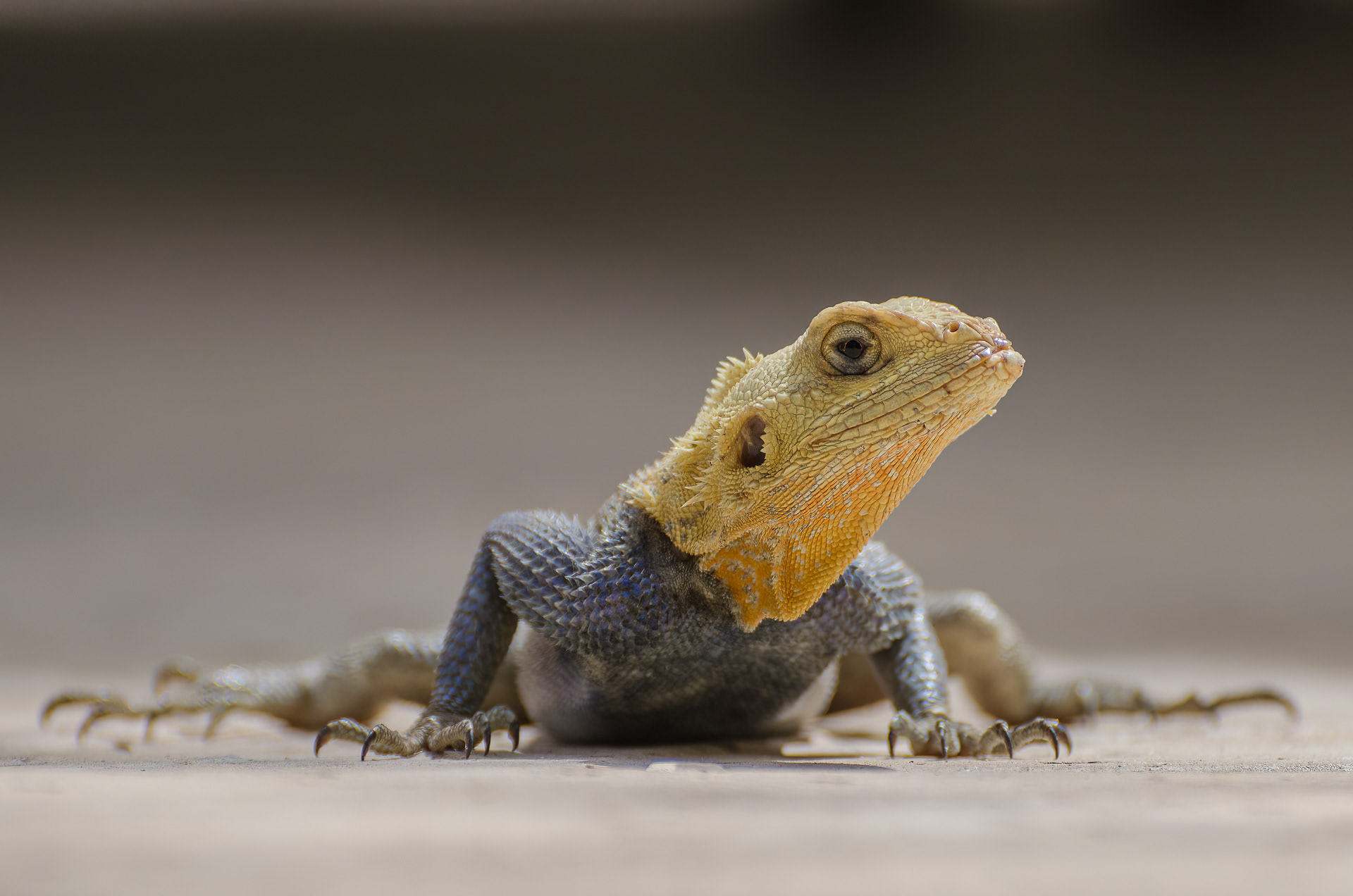 Agama