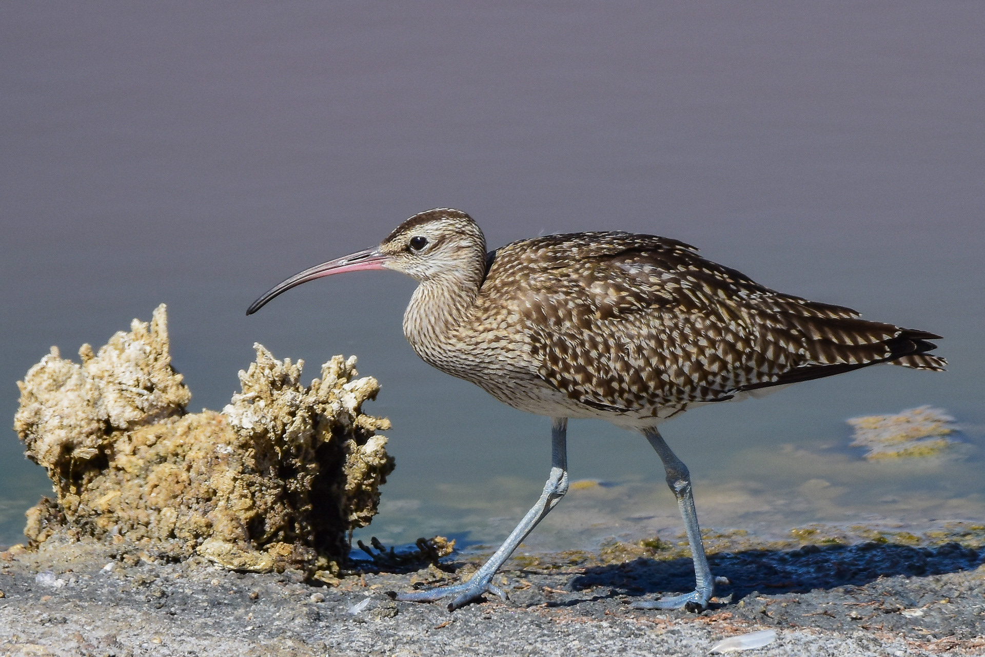 Whimbrel