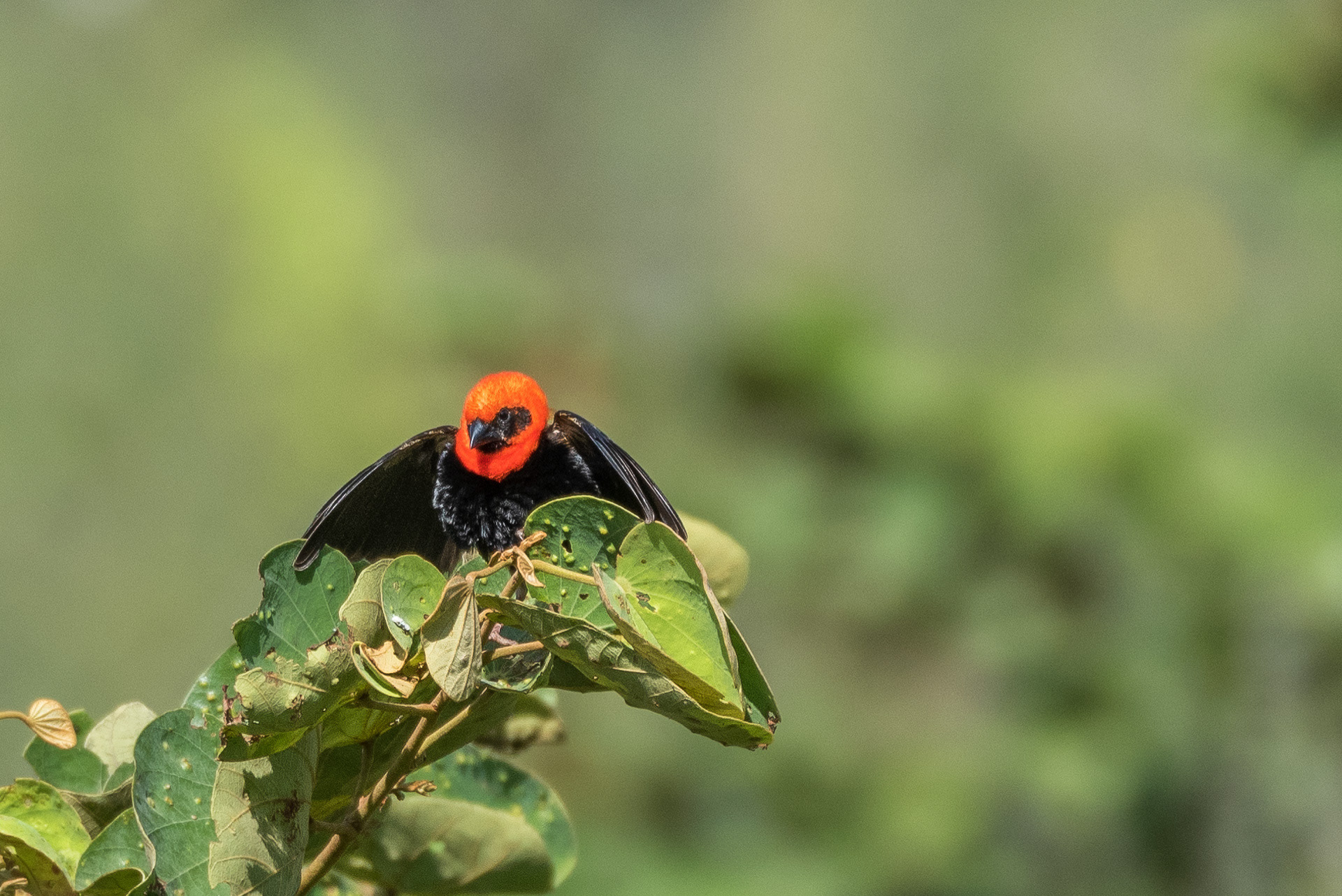 Black-winged Bishop