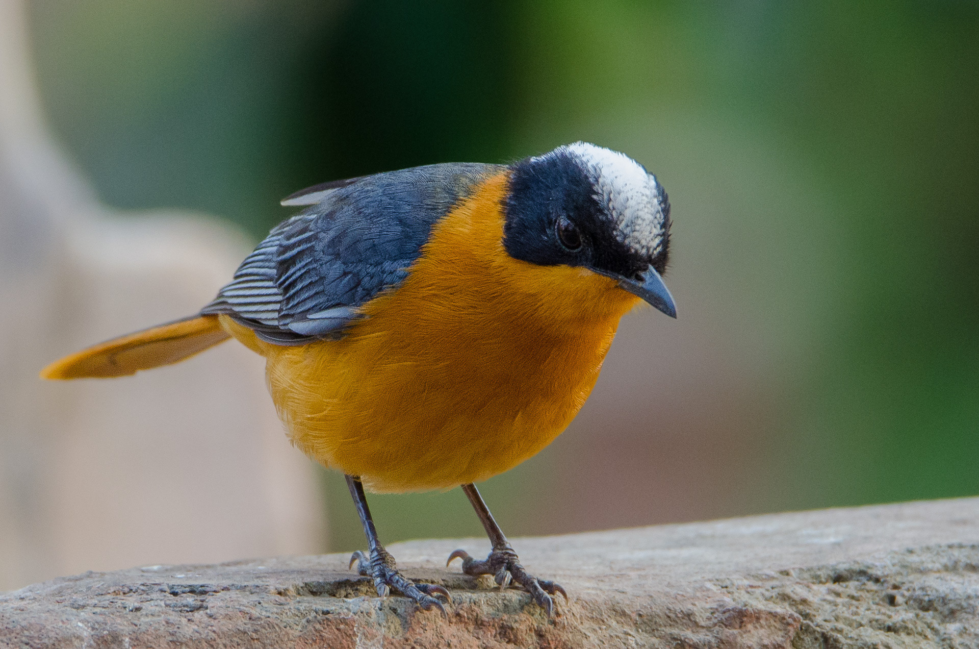 Snowy-crowned Robin-chat
