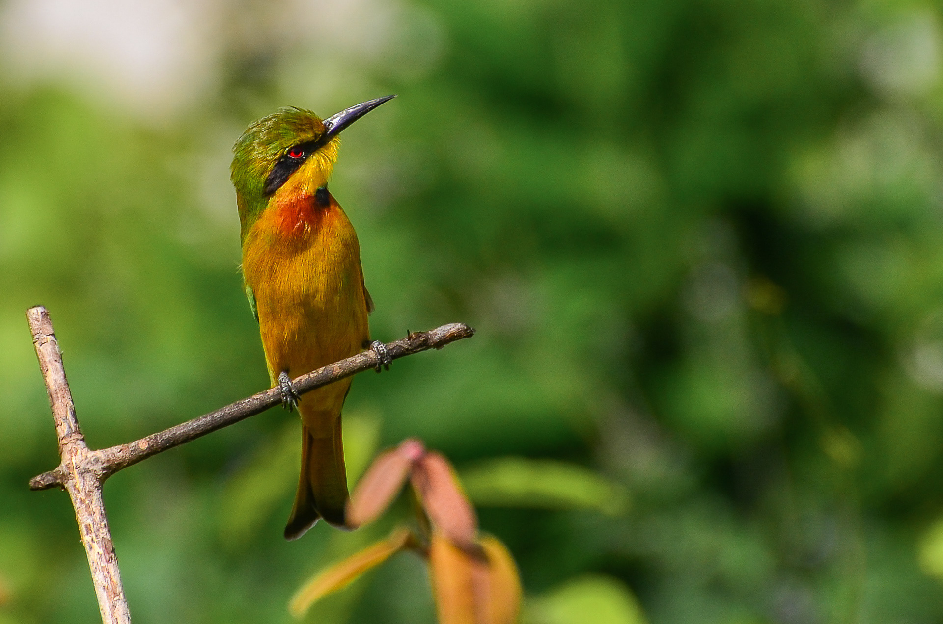Little Bee-eater