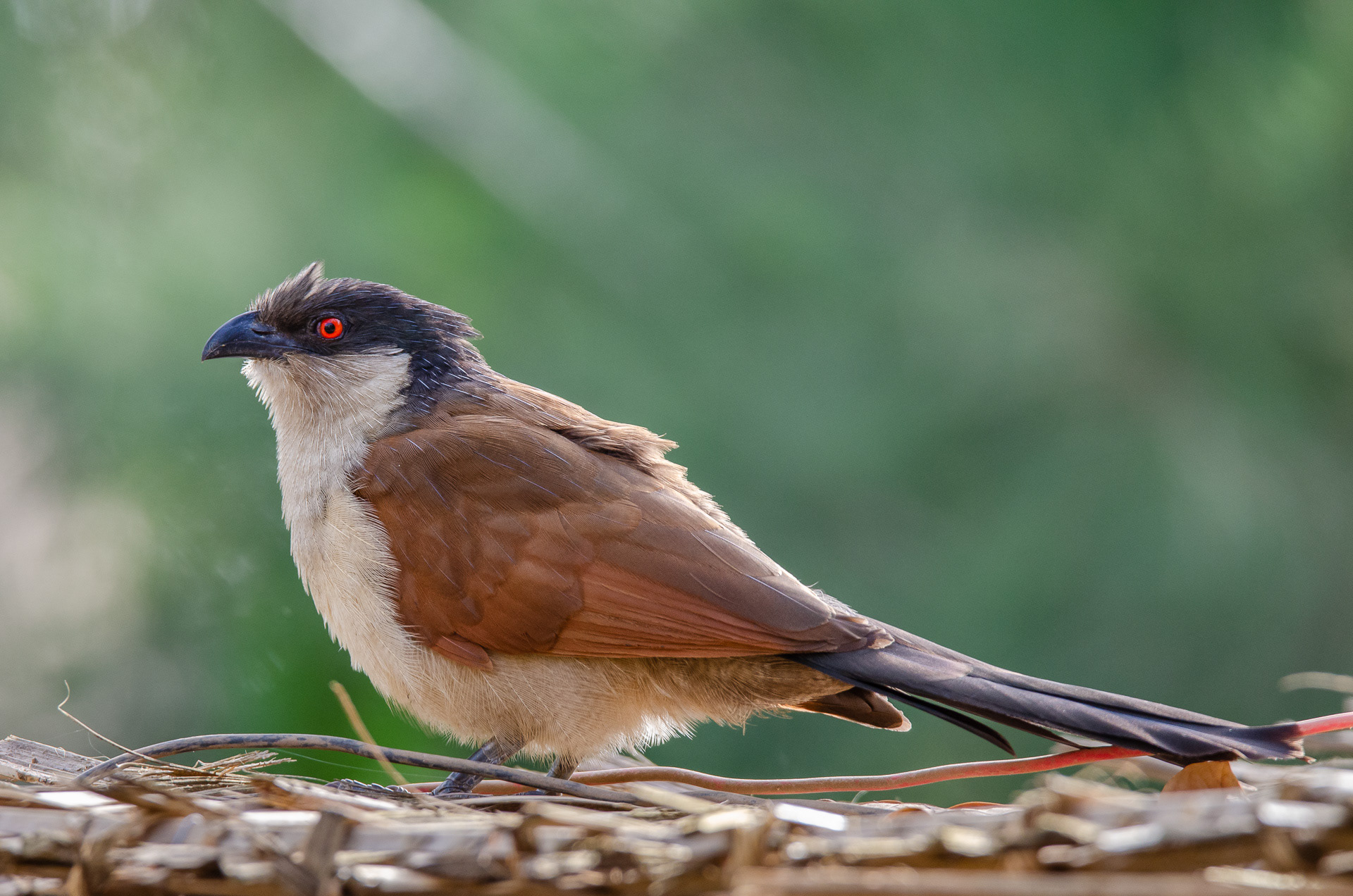 Senegal Coucal