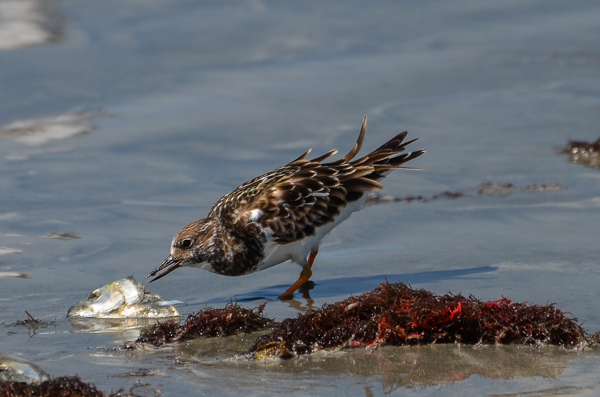 Ruddy Turnstone