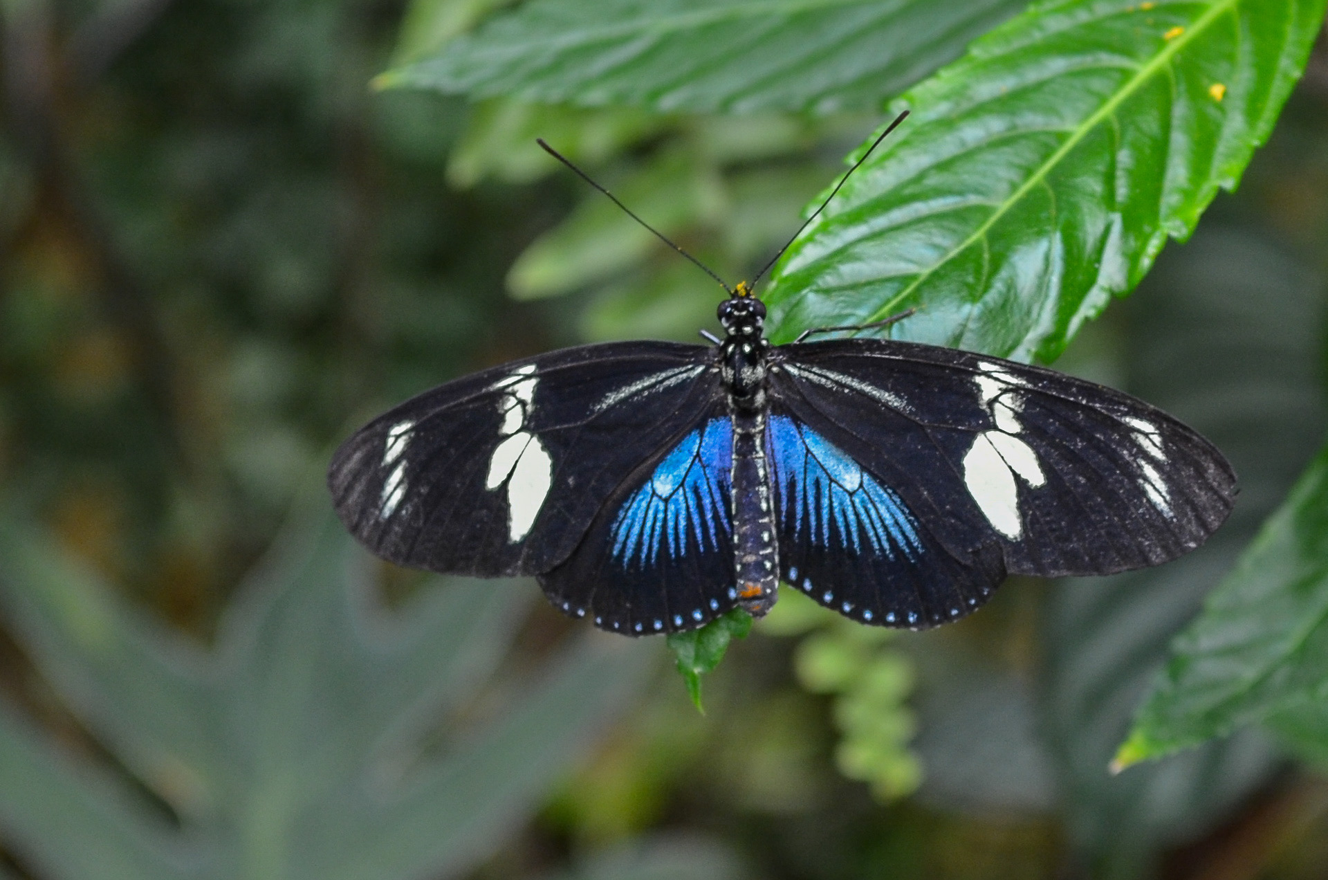 Sara Longwing