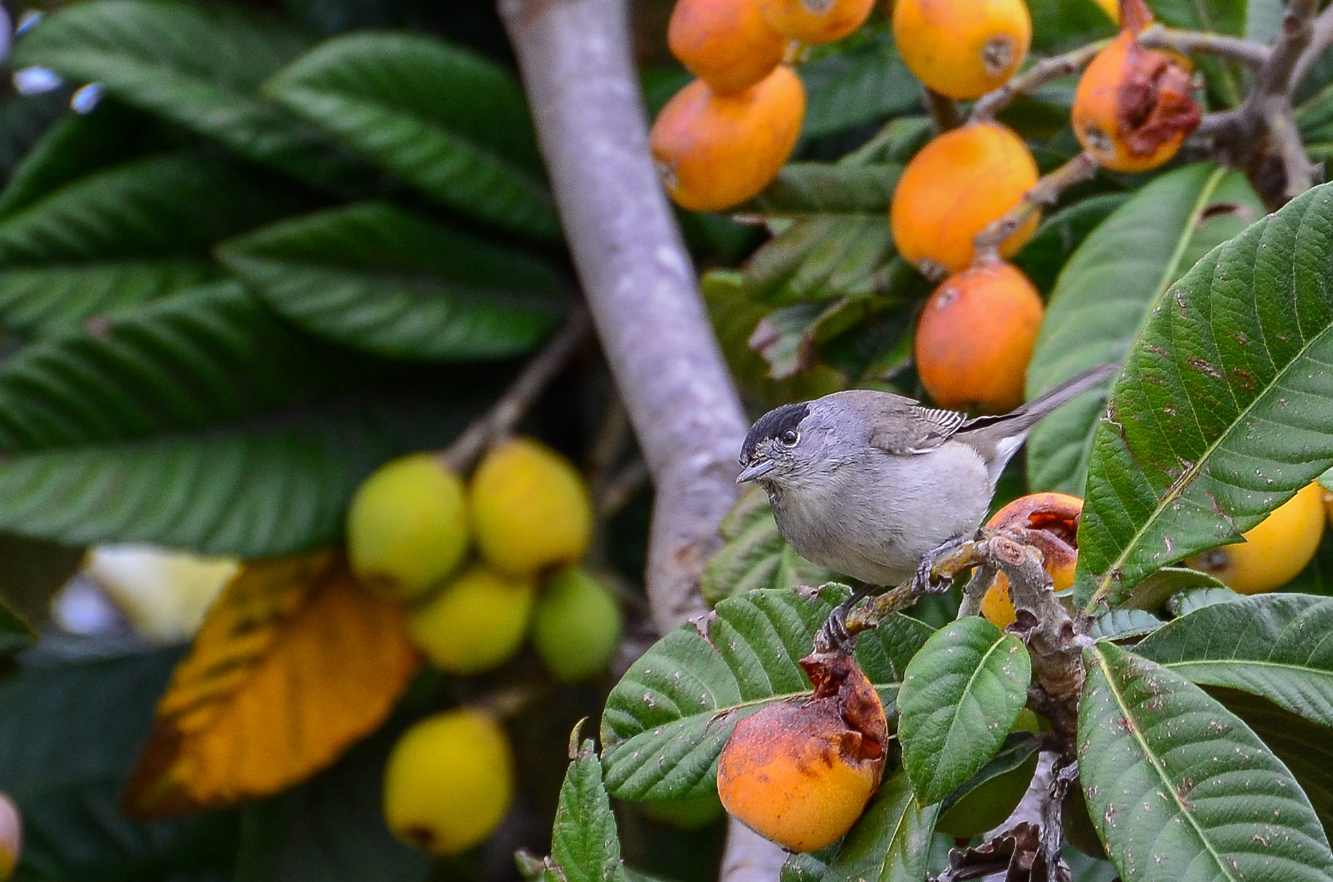 Blackcap, male