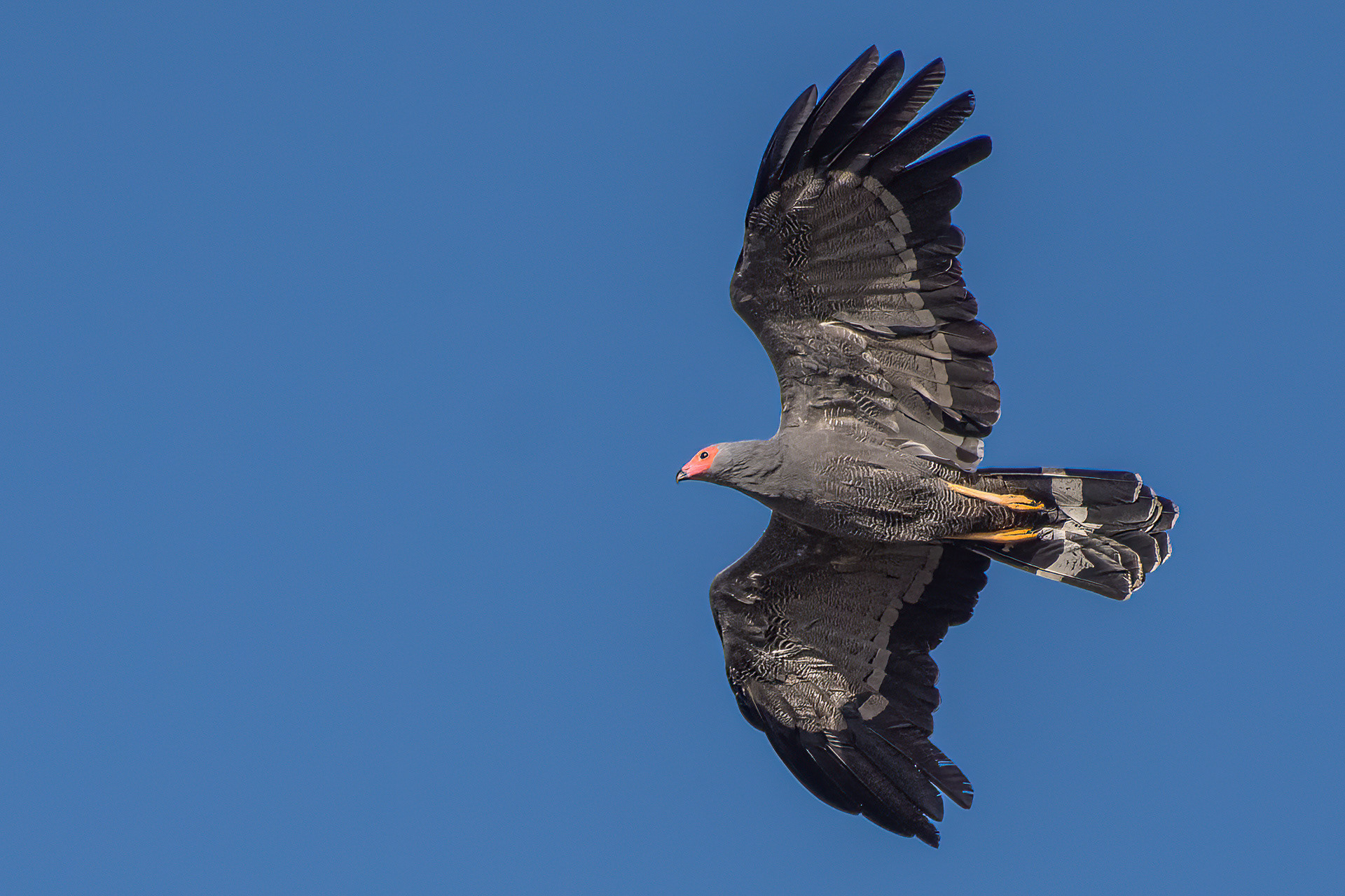 Harrier Hawk, African (Polyboroides typus)