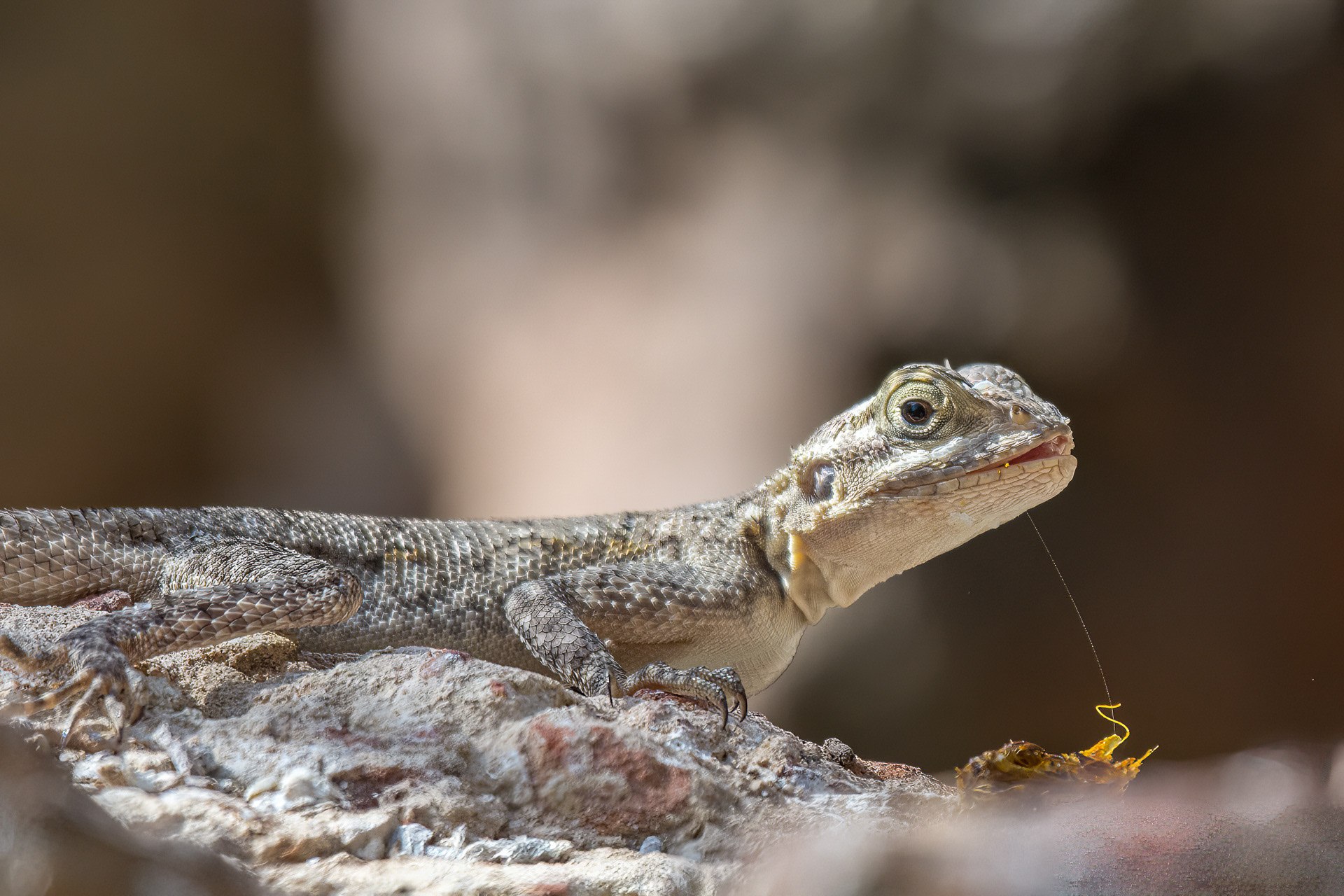 Agama