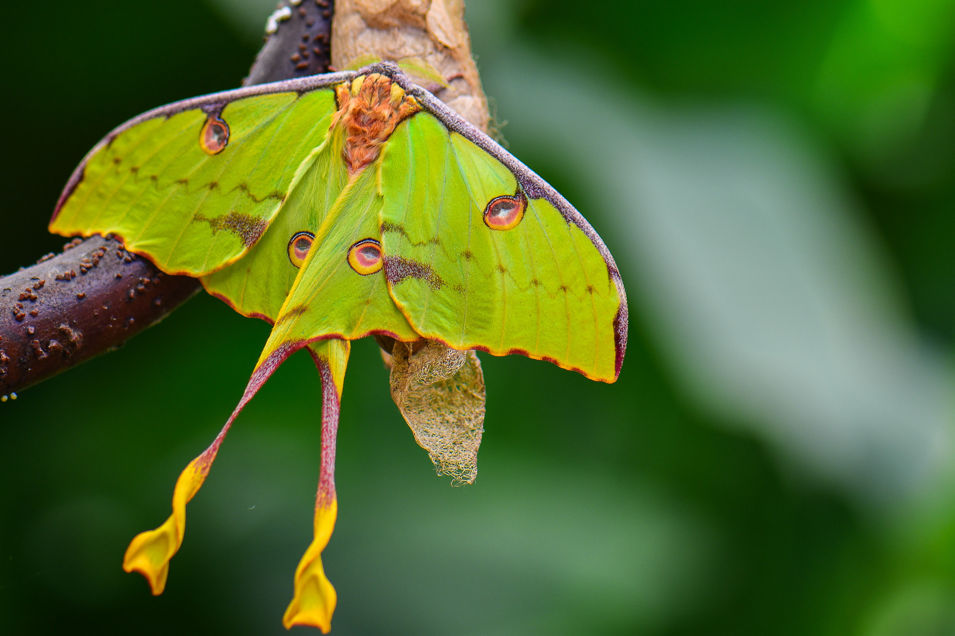 African Moon Moth (Argema mimosae)