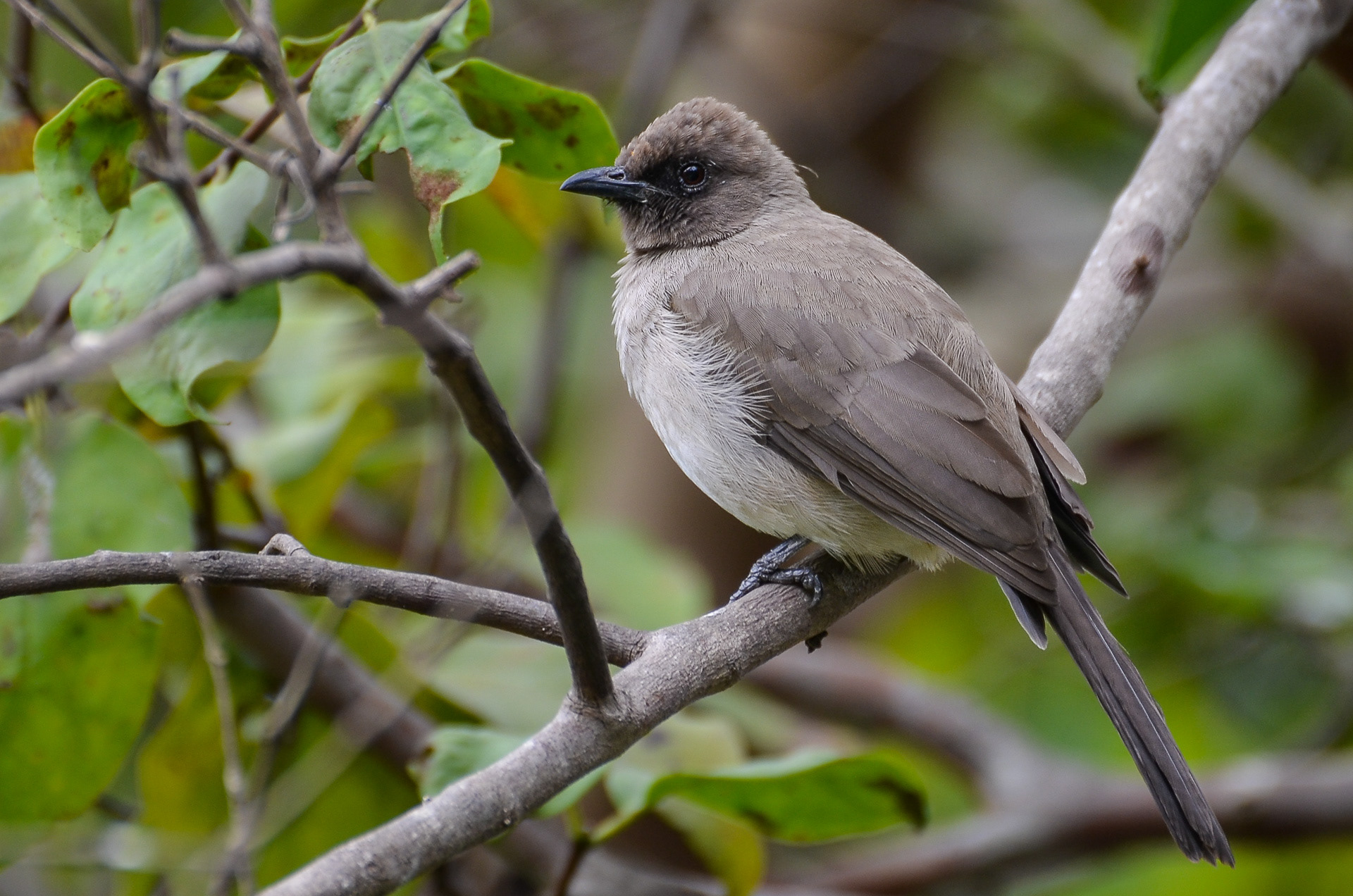 Common Bulbul