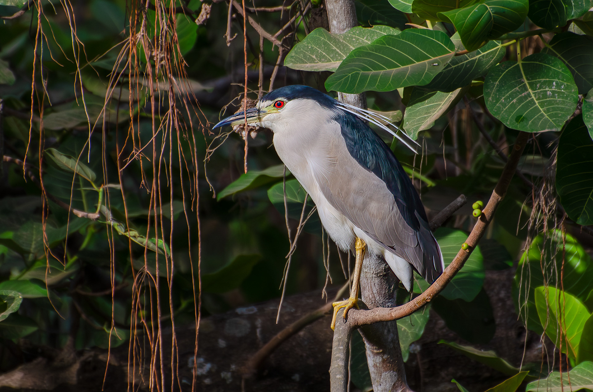 Black-crowned Night Heron