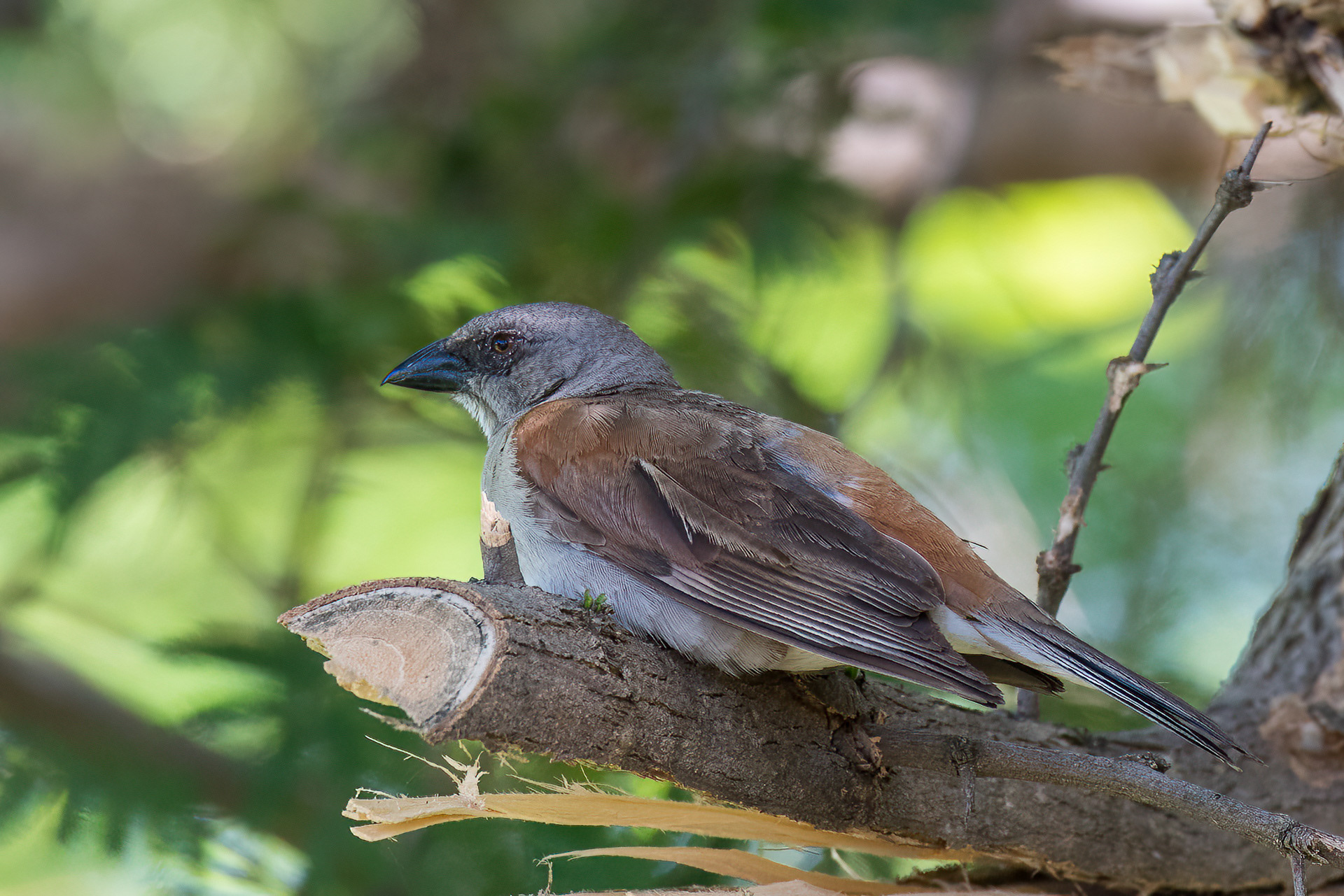 Northern Grey-headed Sparrow