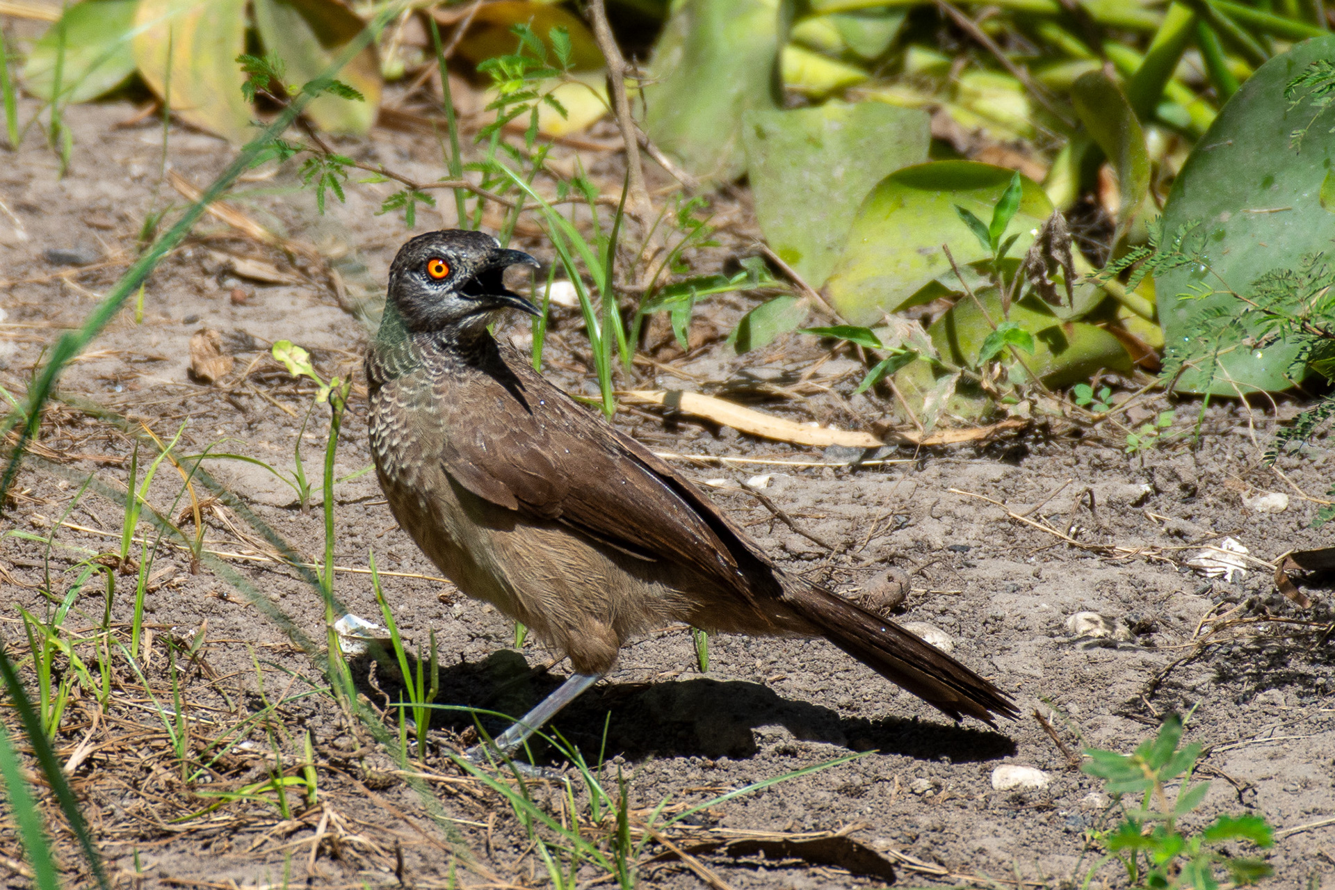 Brown Babbler