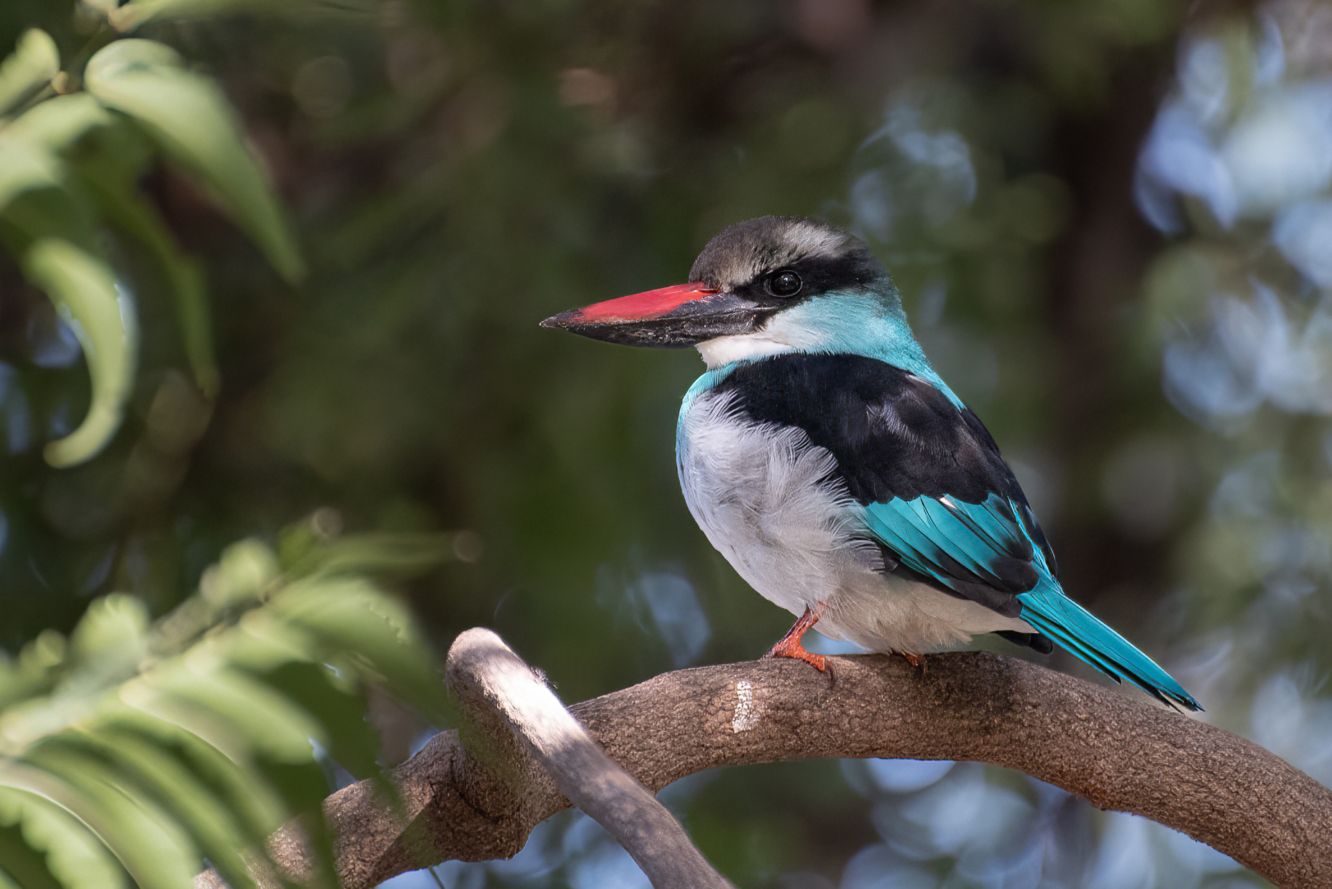 Blue-breasted Kingfisher