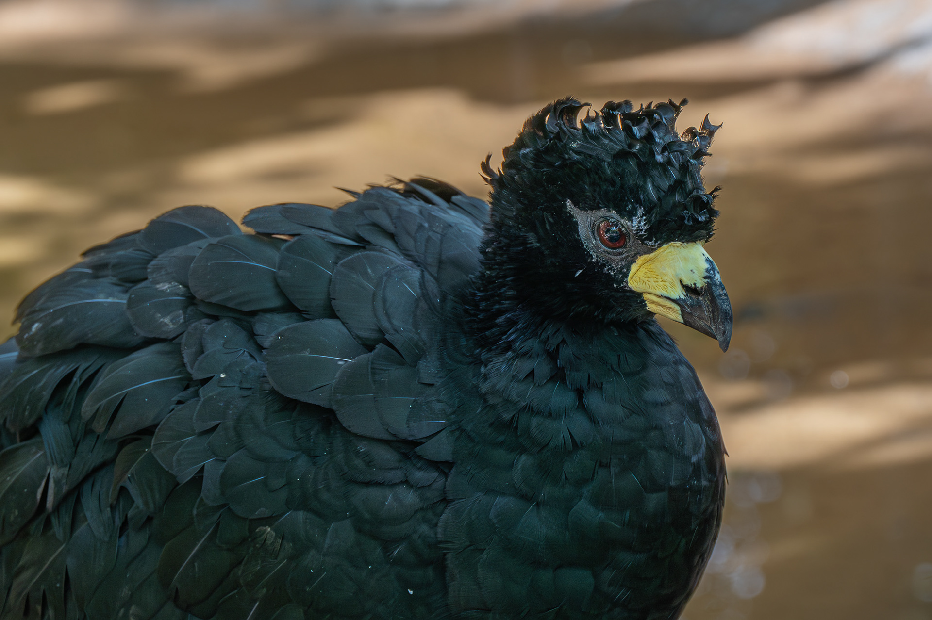 Yellow-knobbed Curassow