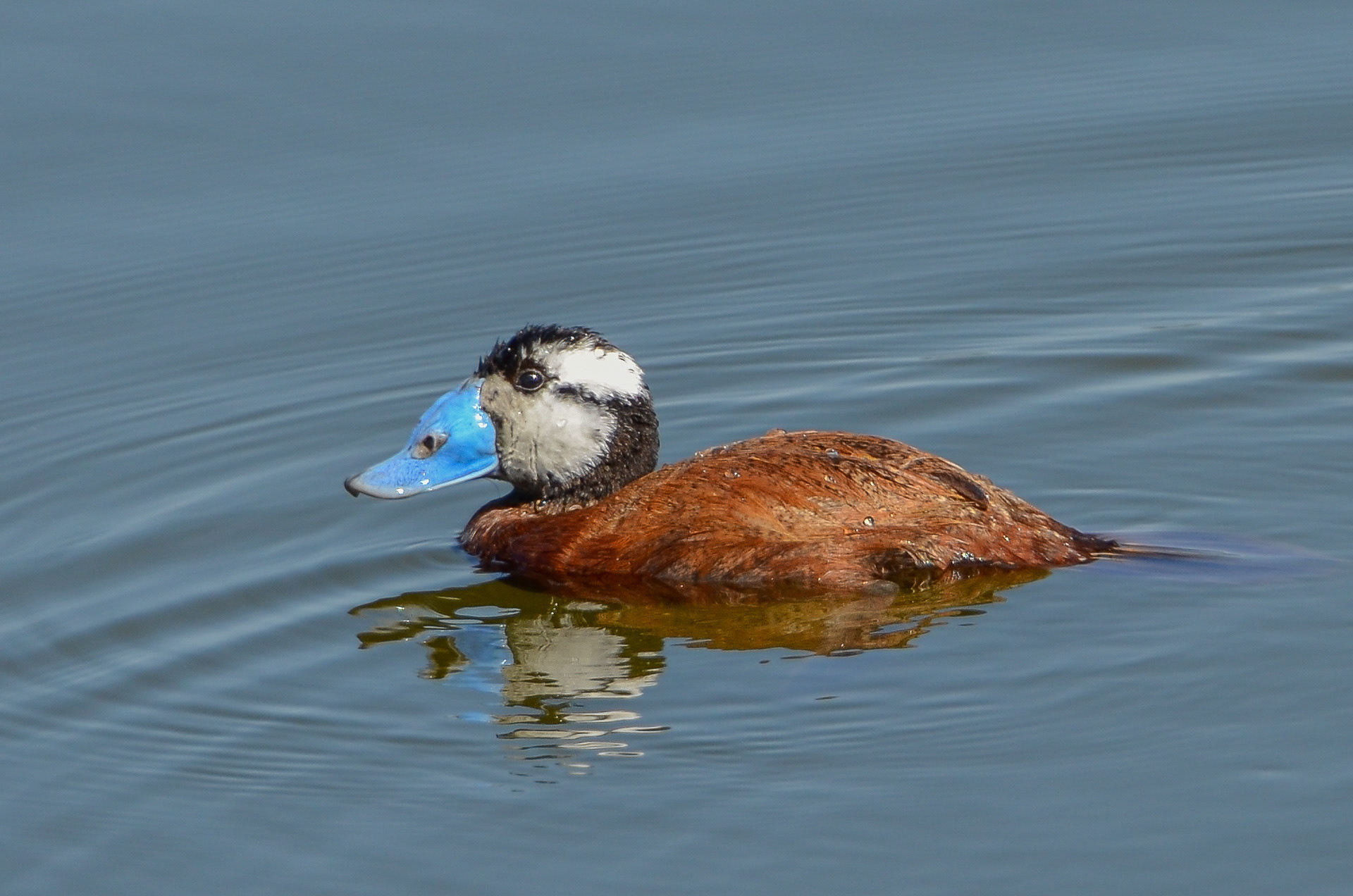Ruddy Duck (male) (Oxyura jamaicensis)