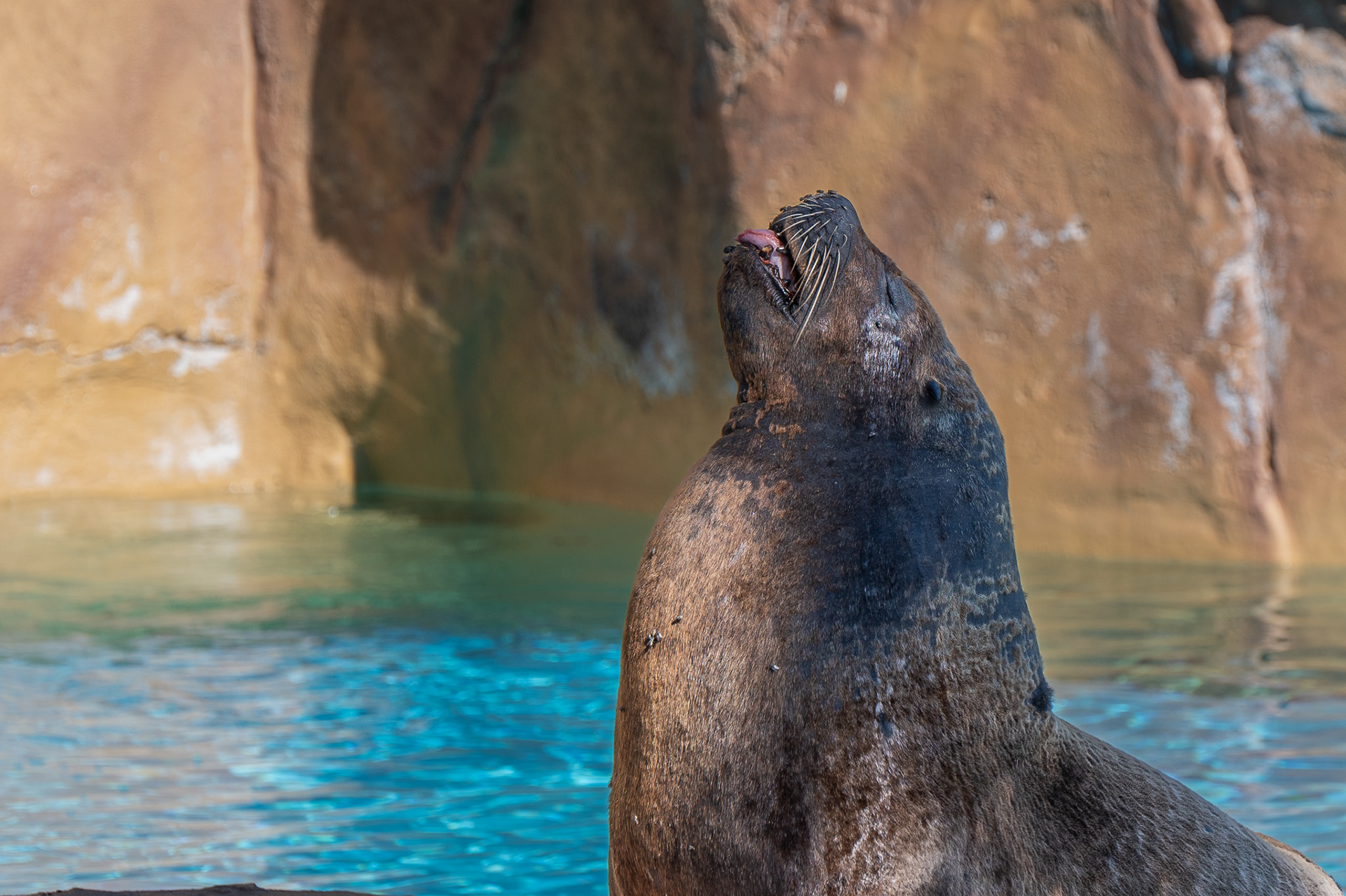 Sealion